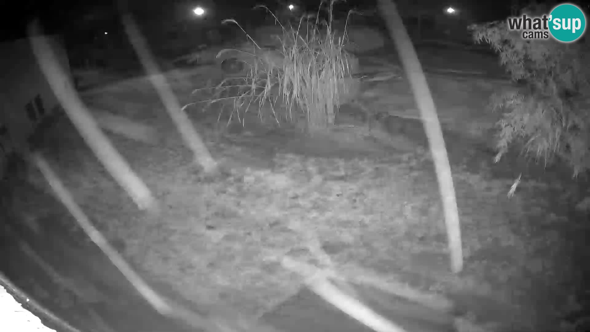 LEONE live Webcam nello zoo di Lubiana – Slovenia