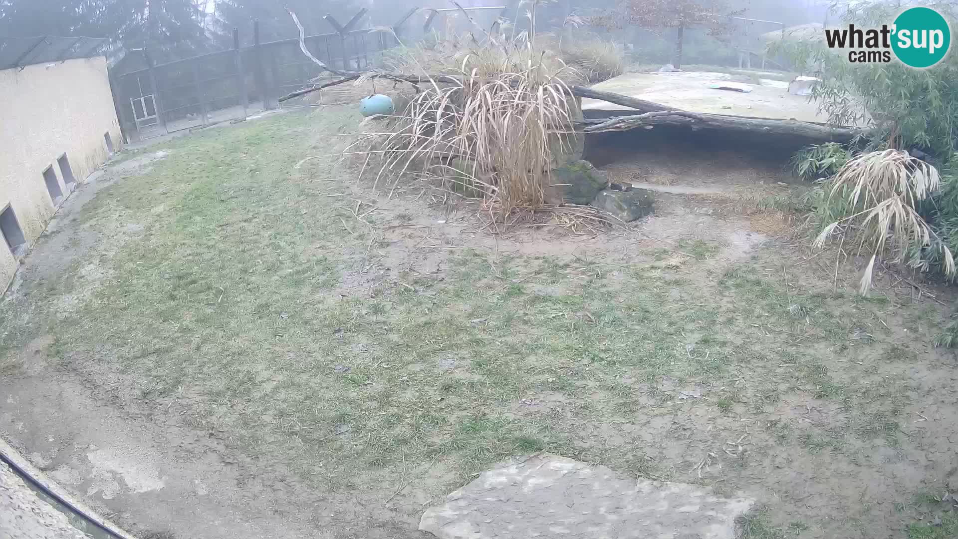 LION live Webcam in Ljubljana Zoo – Slovenia