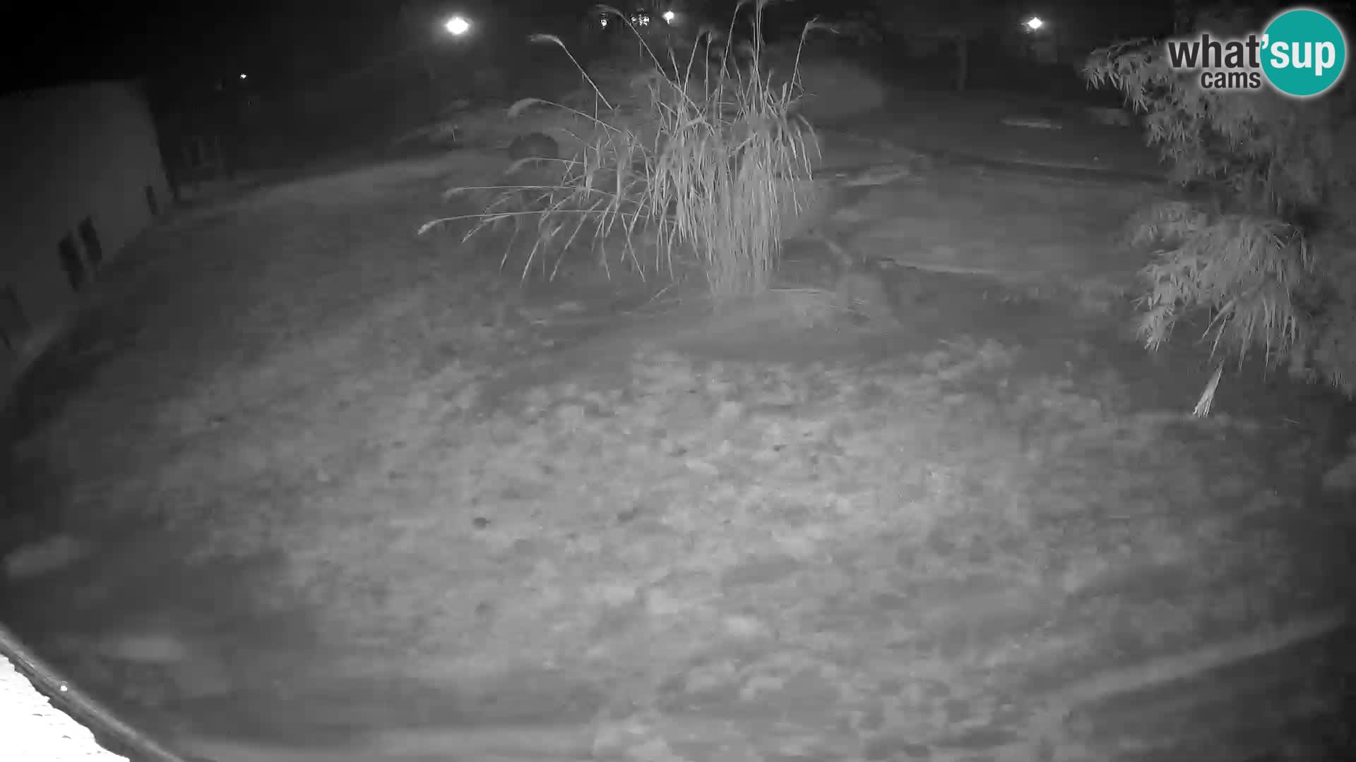 LEON Webcam en vivo en Ljubljana Zoo – Eslovenia