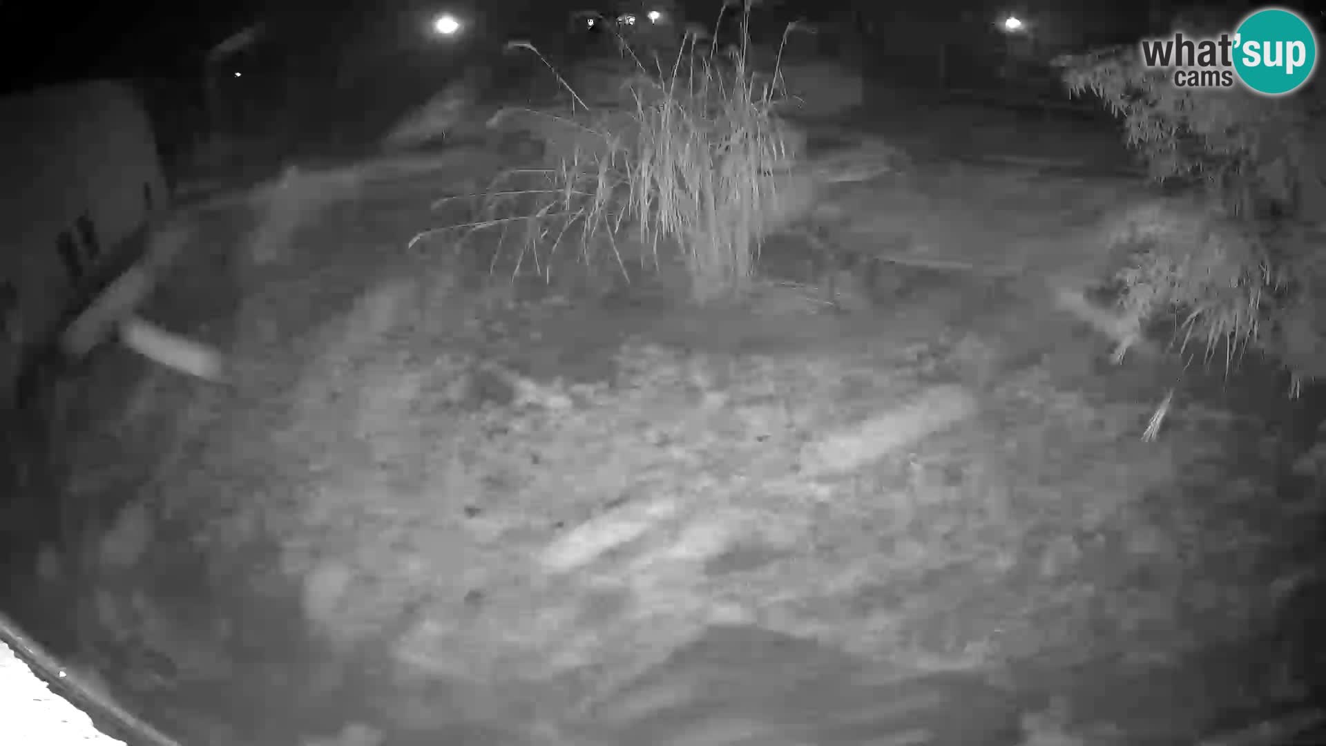 LEONE live Webcam nello zoo di Lubiana – Slovenia