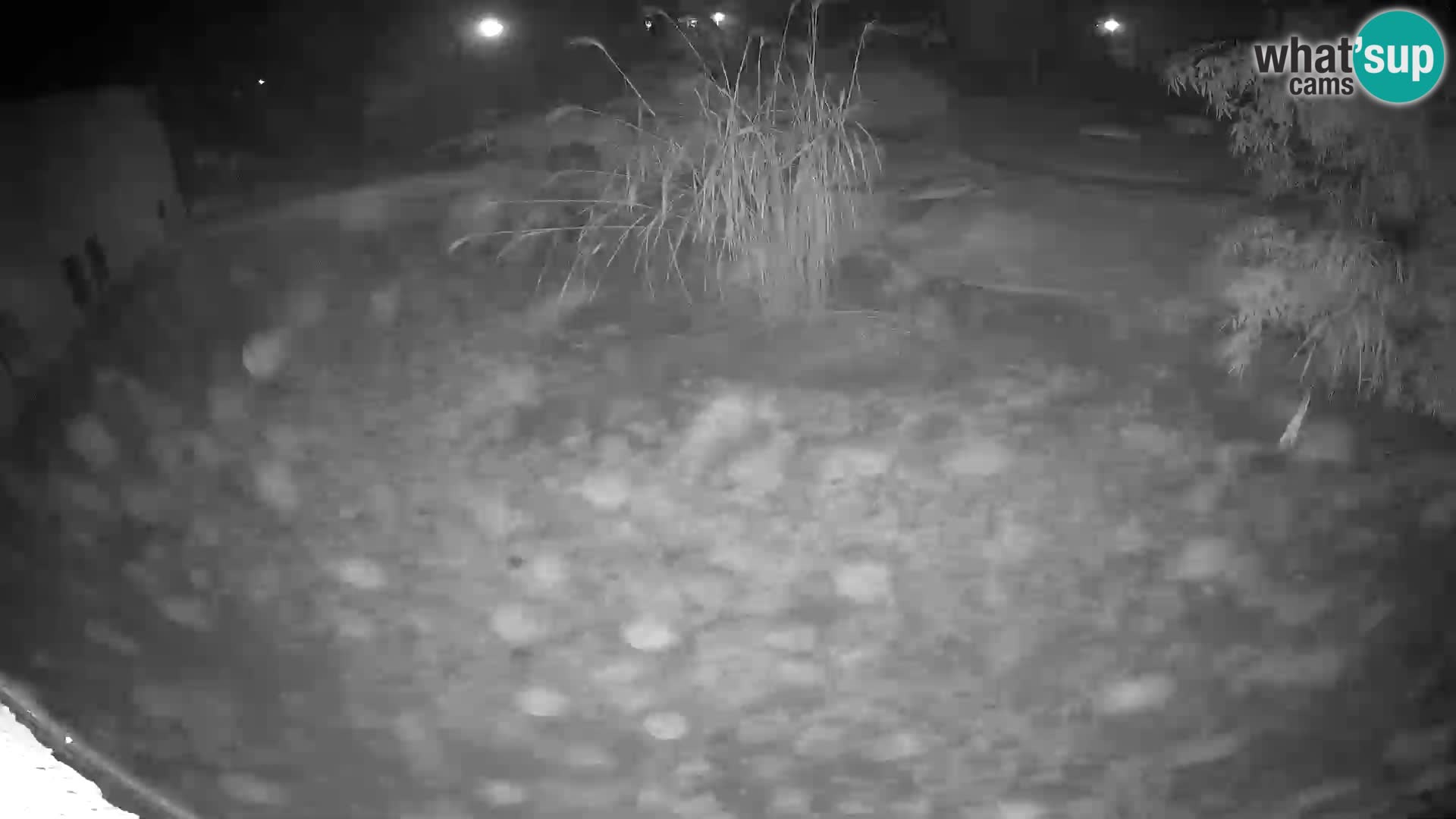 Löwe live Webcam im Zoo von Ljubljana – Slowenien