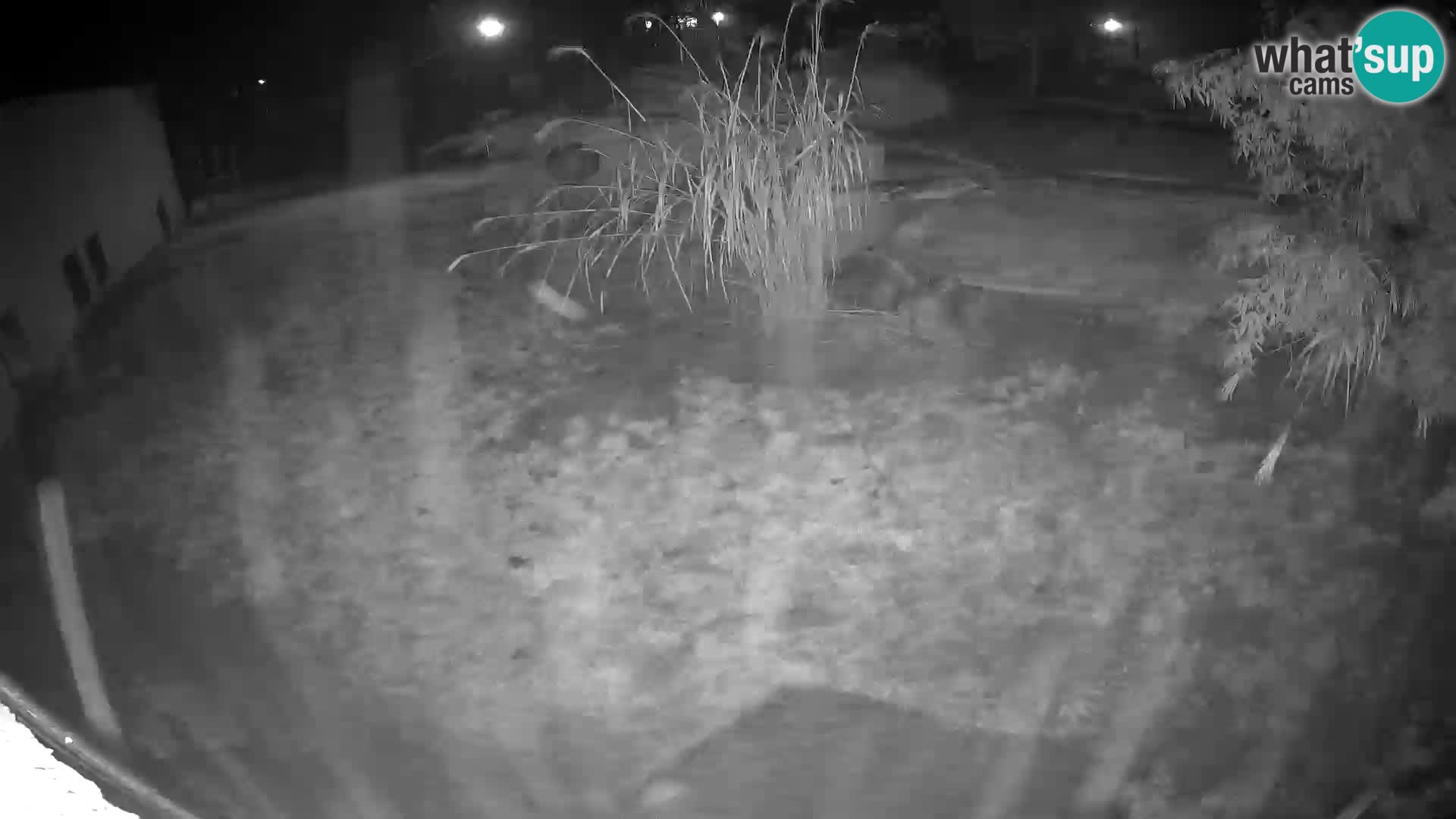 LEON Webcam en vivo en Ljubljana Zoo – Eslovenia