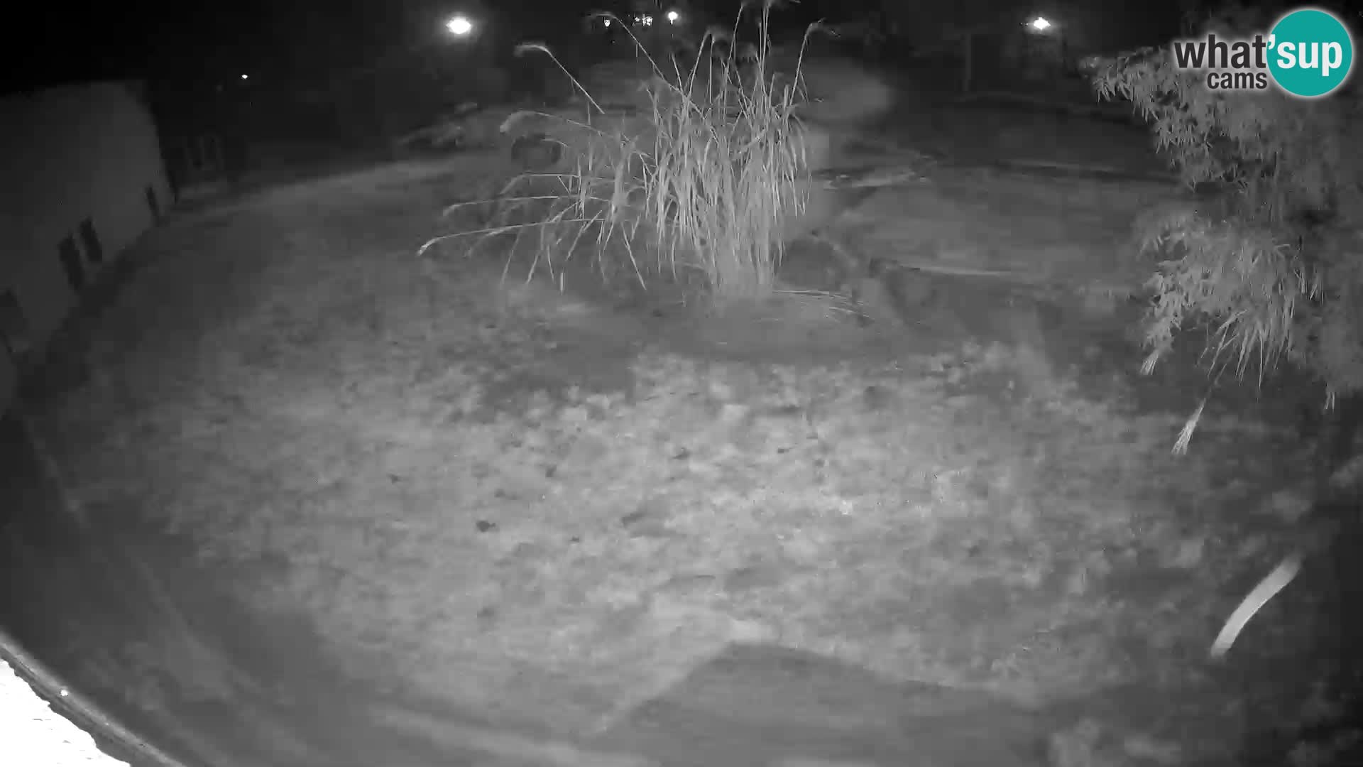 LION webcam en direct du zoo de Ljubljana – Slovénie