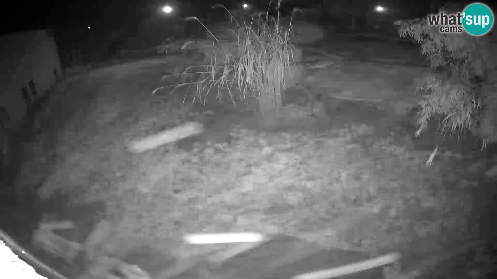 LION live Webcam in Ljubljana Zoo – Slovenia