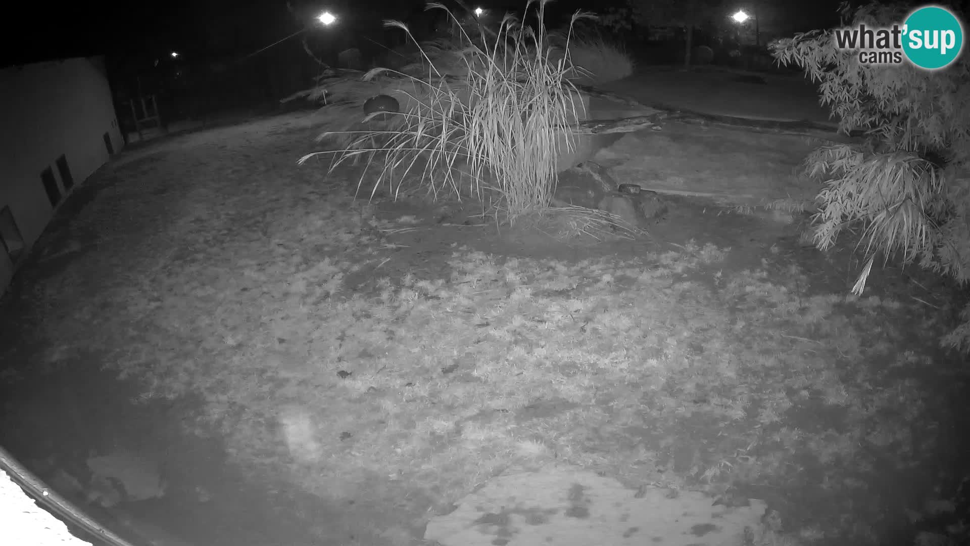 LION webcam en direct du zoo de Ljubljana – Slovénie