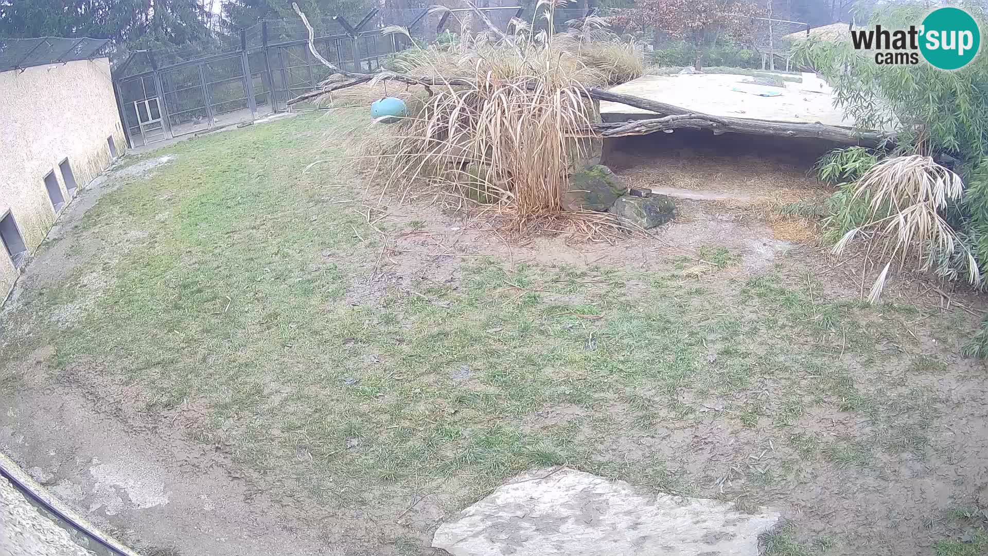 LEON Webcam en vivo en Ljubljana Zoo – Eslovenia