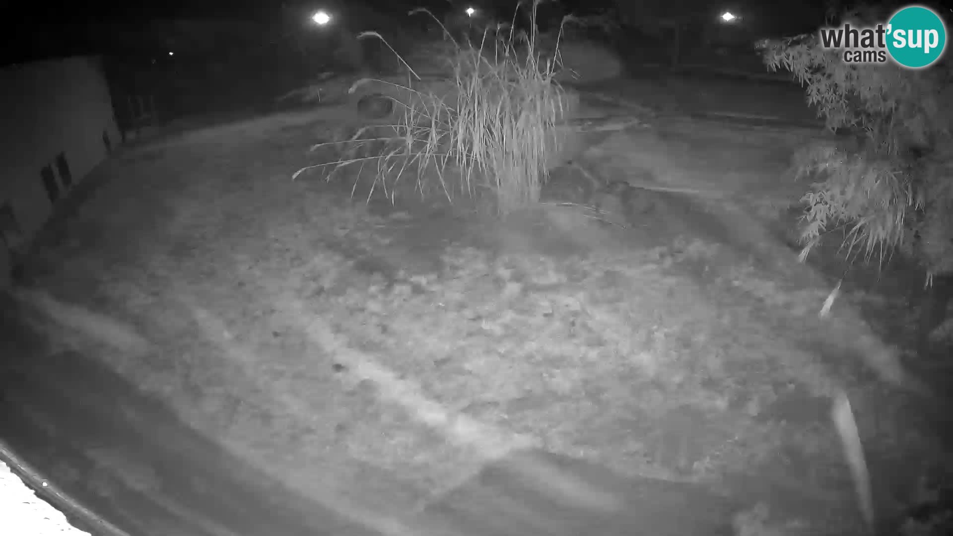 LEONE live Webcam nello zoo di Lubiana – Slovenia