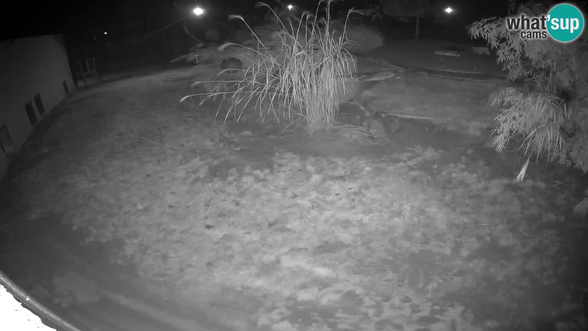 LION webcam en direct du zoo de Ljubljana – Slovénie