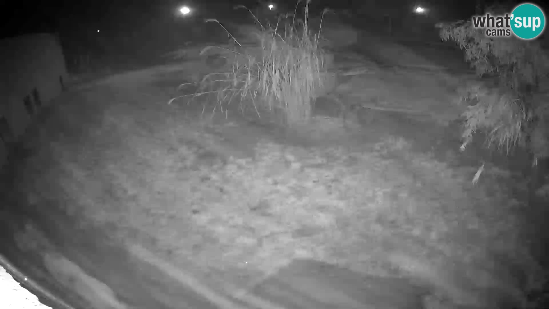 LION webcam en direct du zoo de Ljubljana – Slovénie