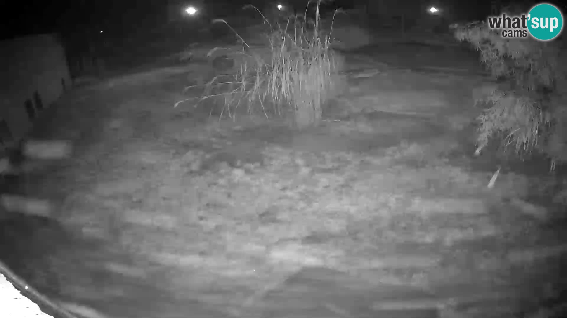 LION live Webcam in Ljubljana Zoo – Slovenia