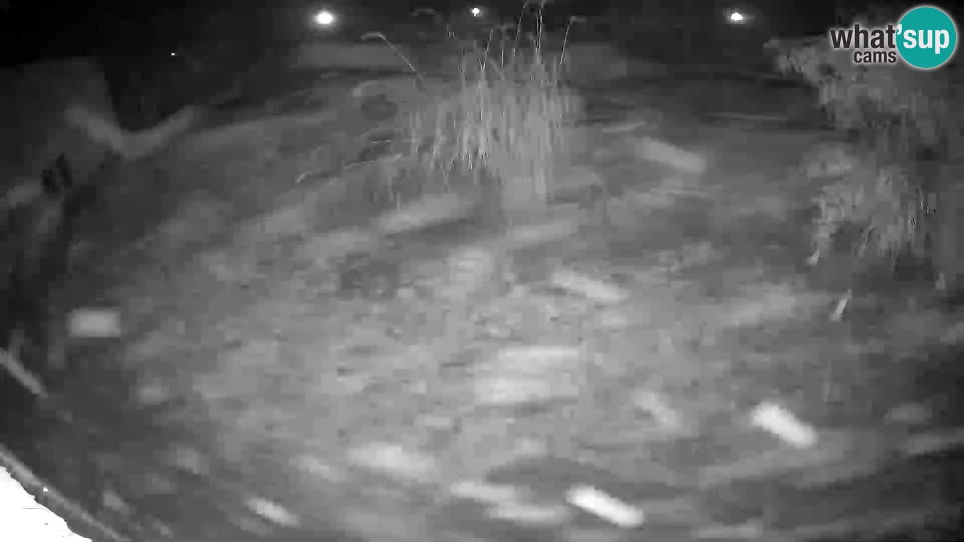 LION webcam en direct du zoo de Ljubljana – Slovénie
