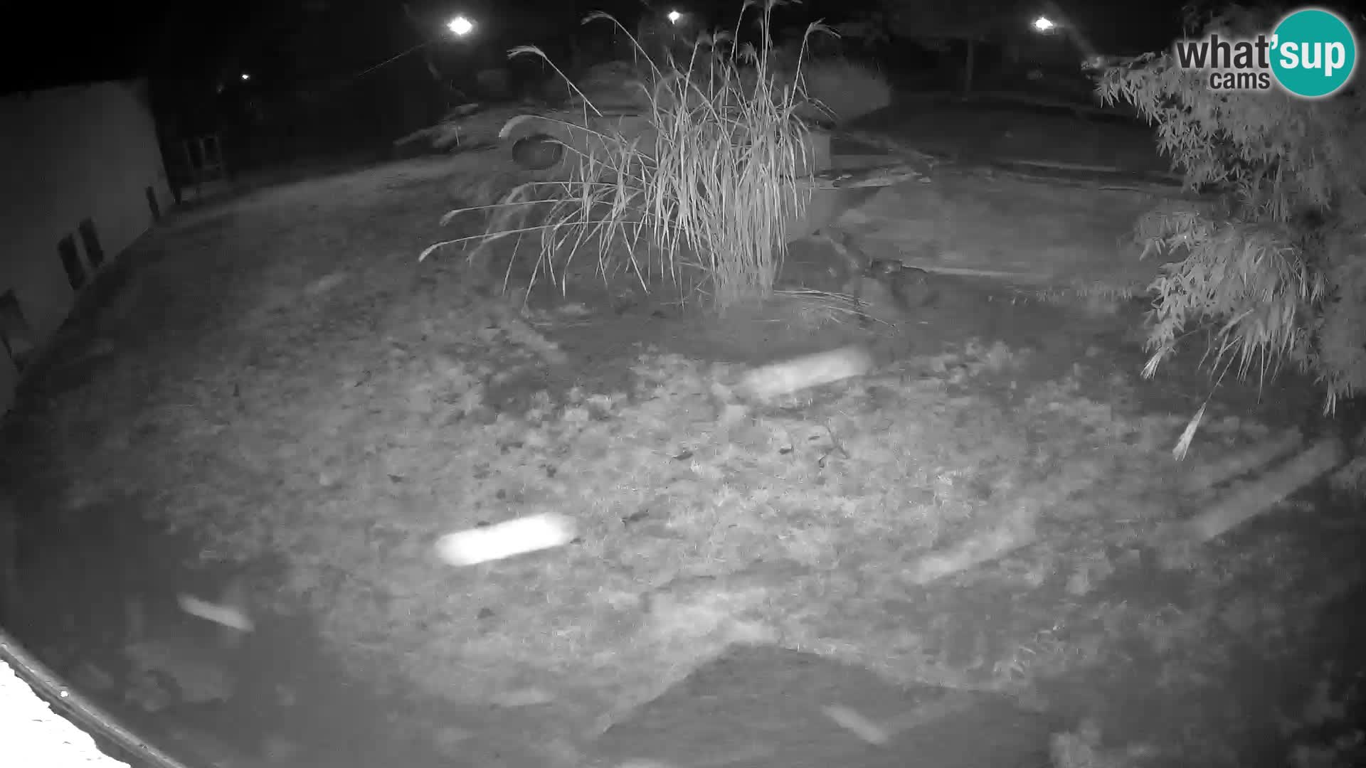 Lavovi web kamera uživo u ljubljanskom zoološkom vrtu – Slovenija