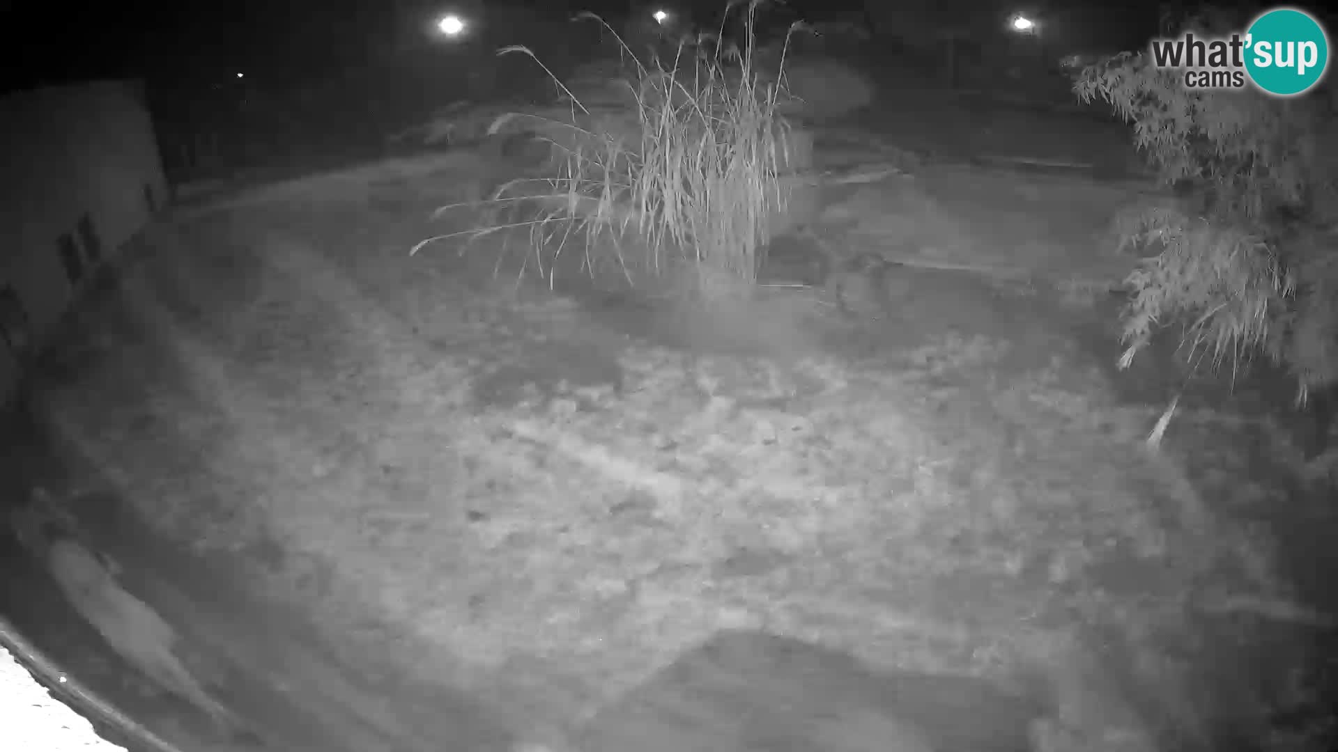 Löwe live Webcam im Zoo von Ljubljana – Slowenien