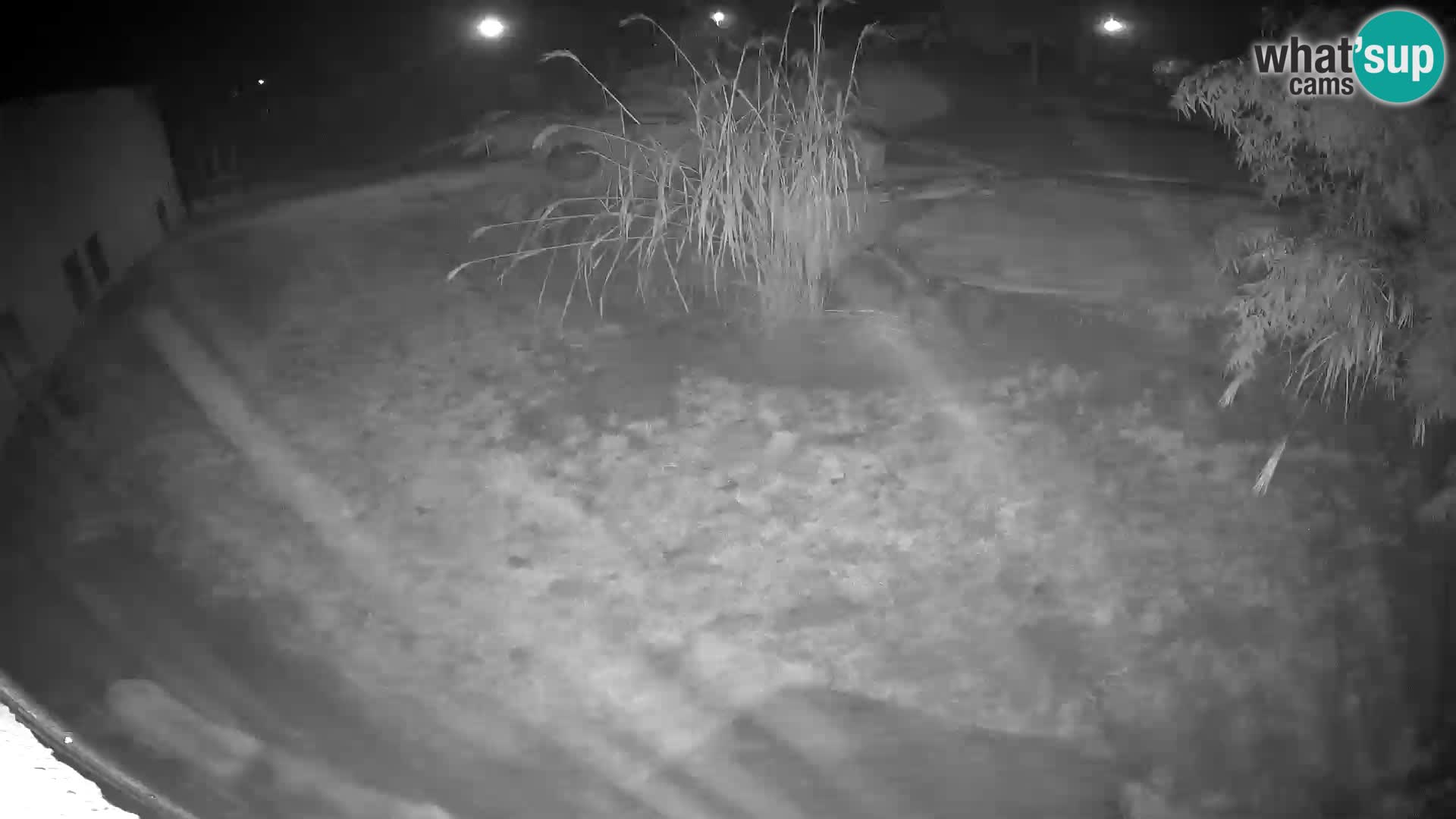 Löwe live Webcam im Zoo von Ljubljana – Slowenien