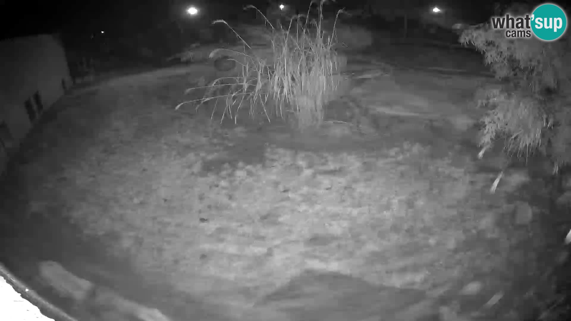LION webcam en direct du zoo de Ljubljana – Slovénie