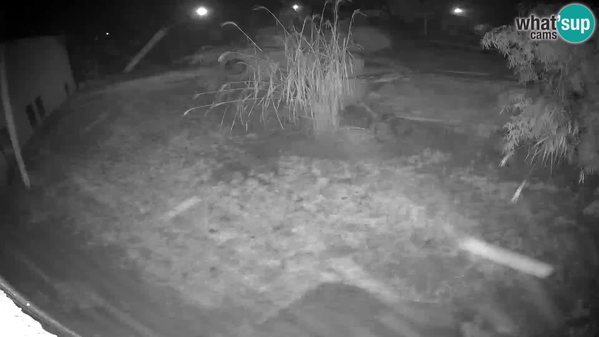 LION webcam en direct du zoo de Ljubljana – Slovénie