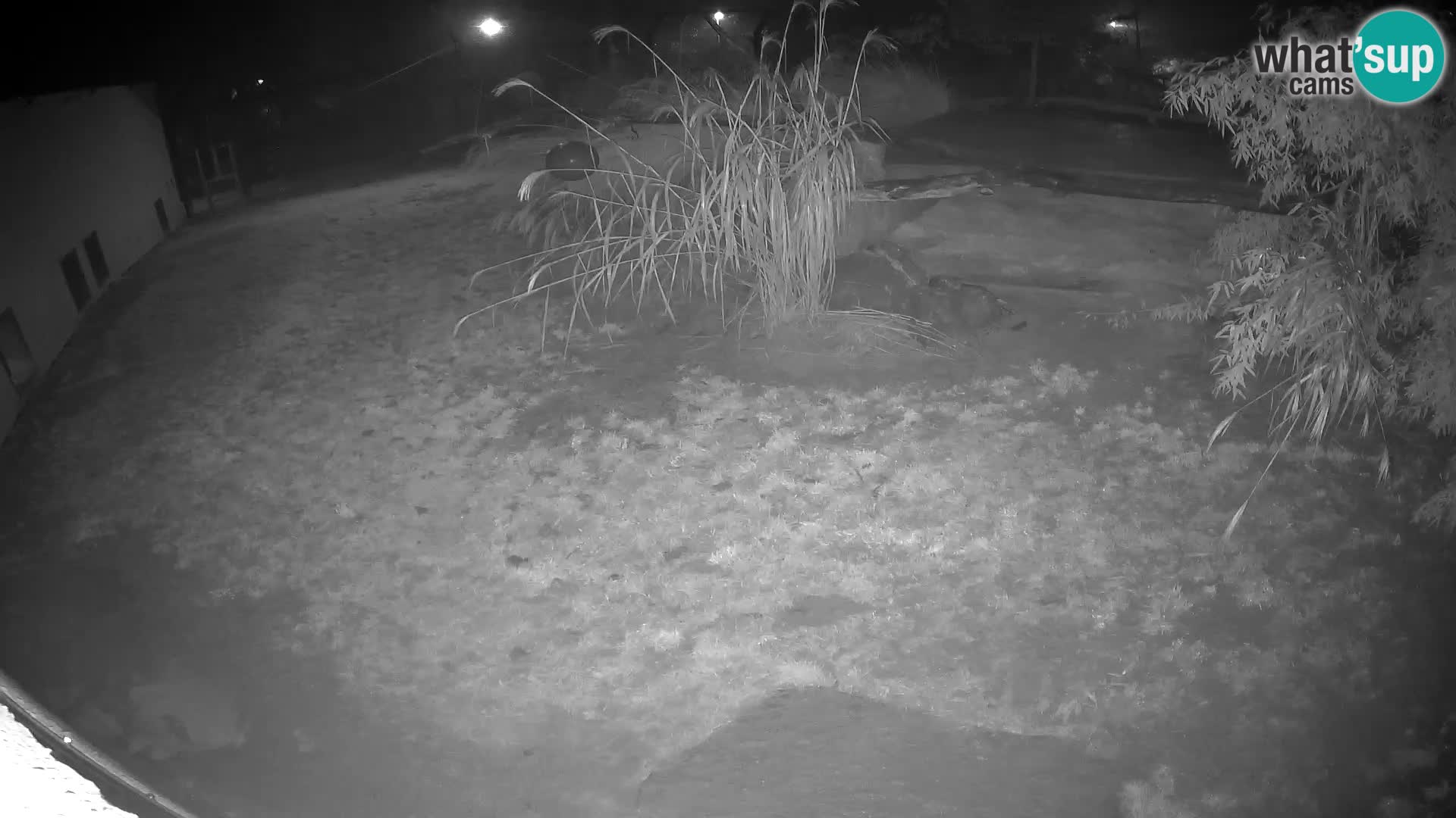 LEON Webcam en vivo en Ljubljana Zoo – Eslovenia