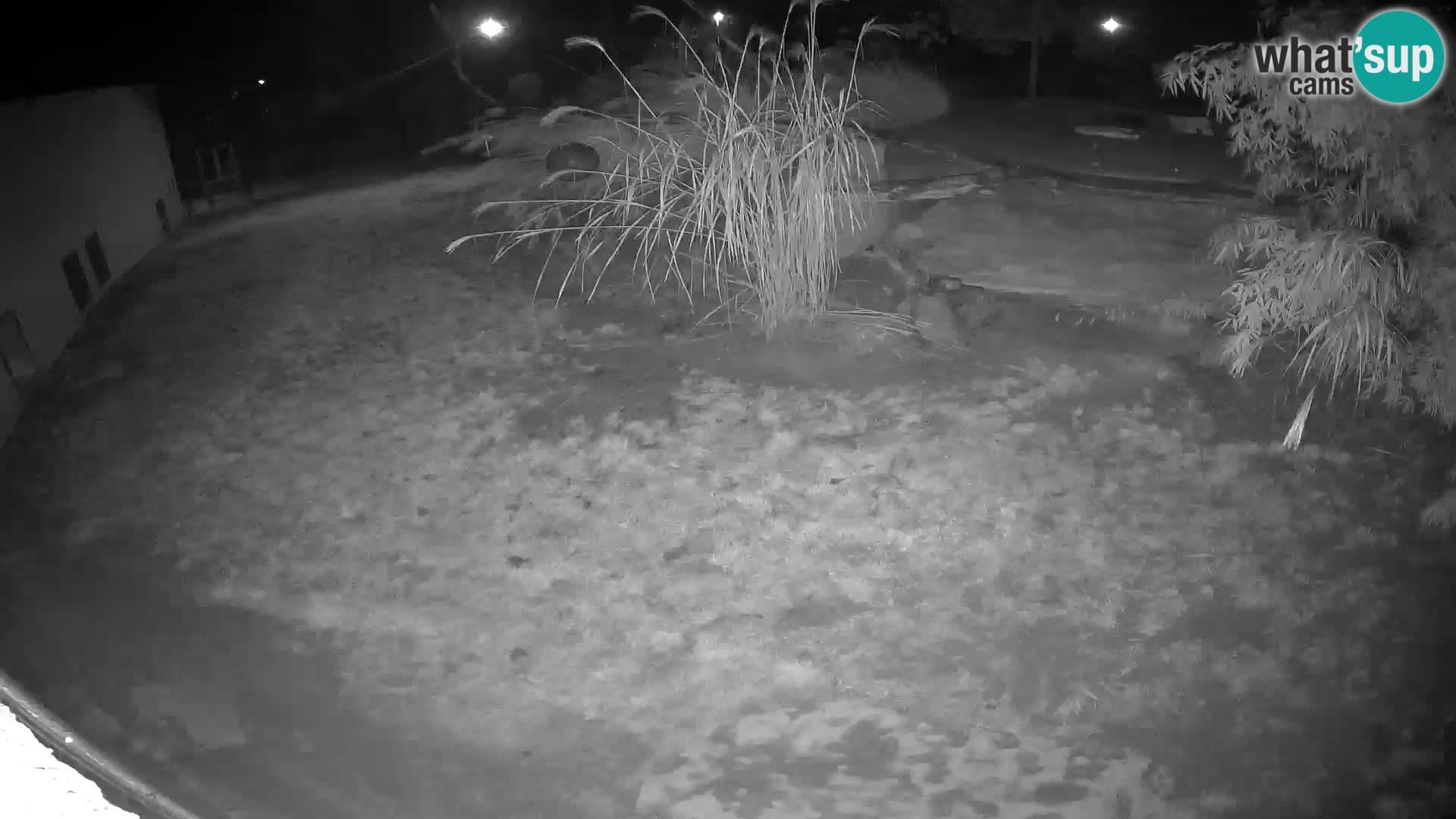 Löwe live Webcam im Zoo von Ljubljana – Slowenien