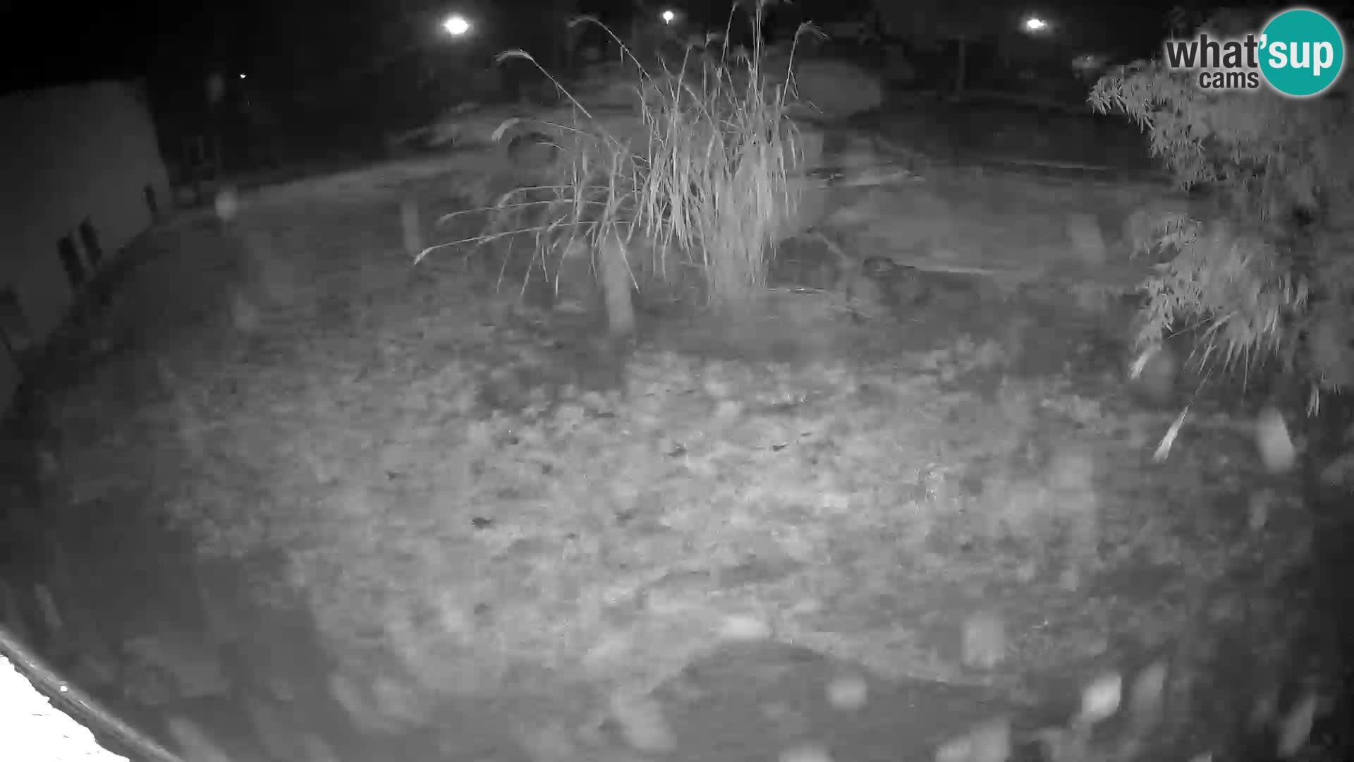 Löwe live Webcam im Zoo von Ljubljana – Slowenien