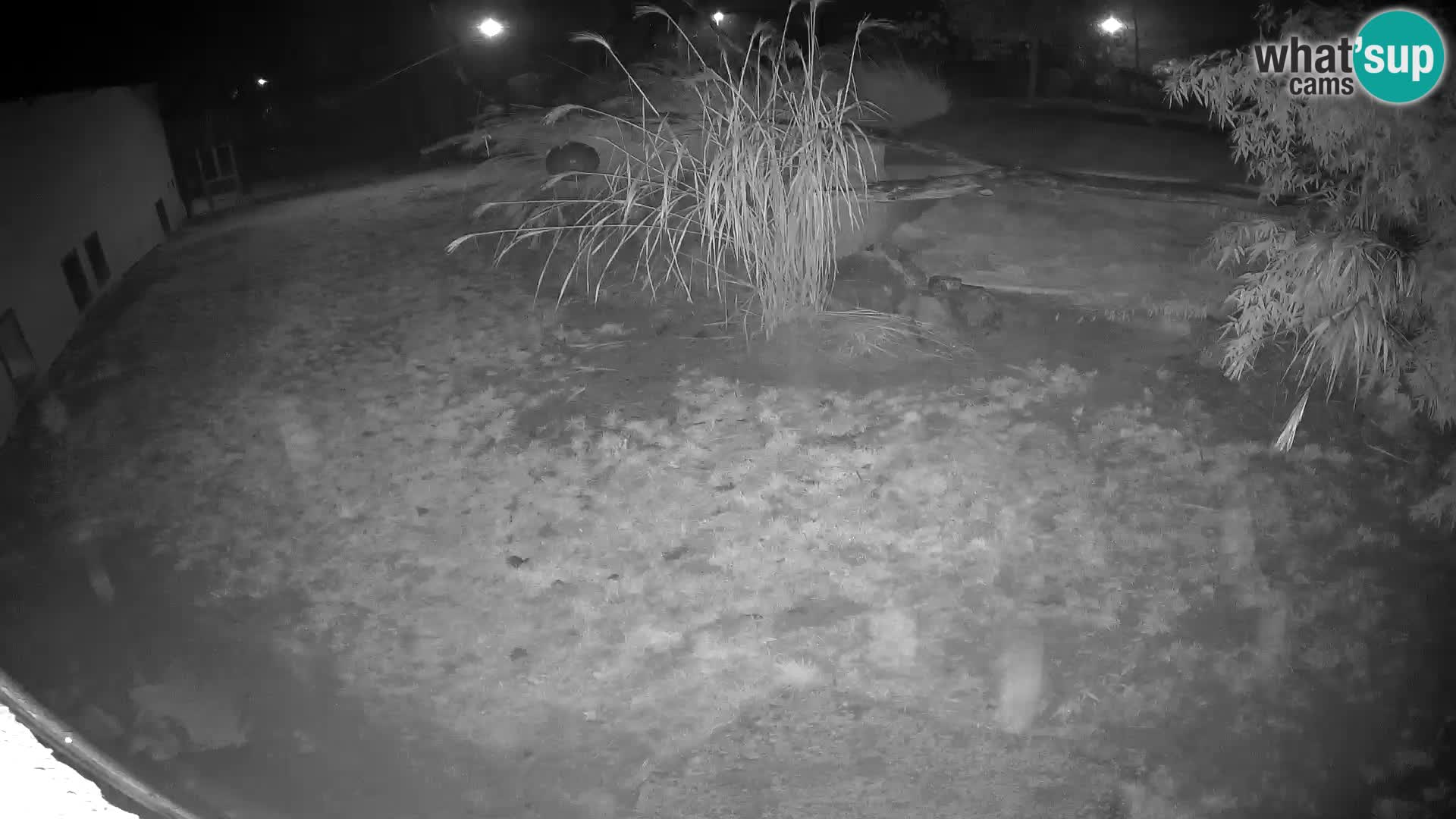 LION live Webcam in Ljubljana Zoo – Slovenia