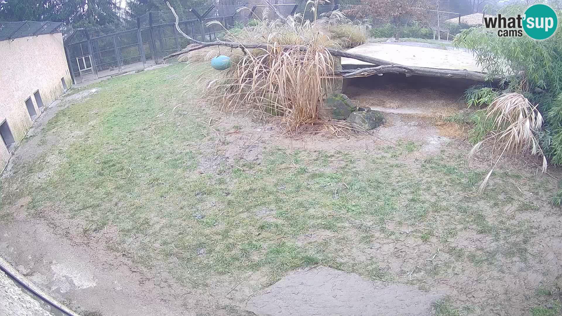 LEON Webcam en vivo en Ljubljana Zoo – Eslovenia