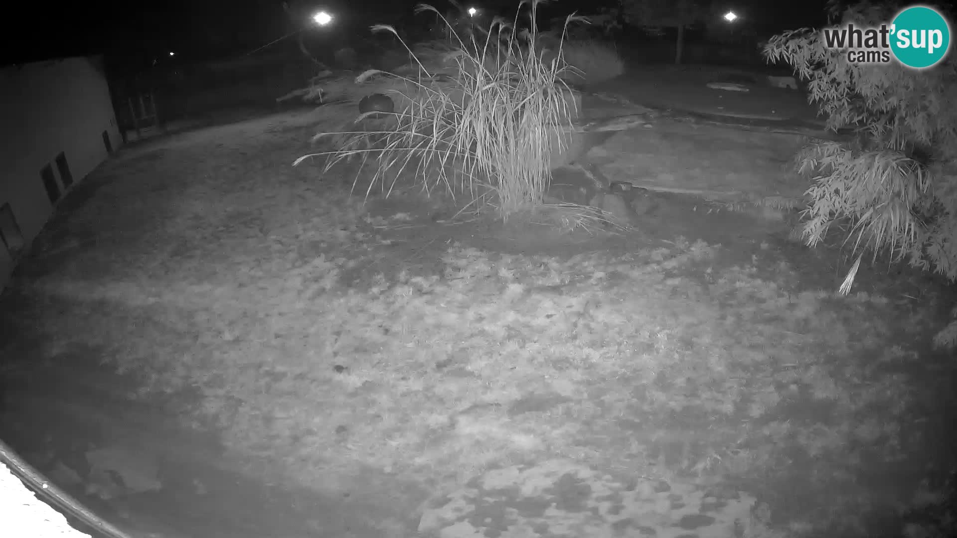 LEONE live Webcam nello zoo di Lubiana – Slovenia