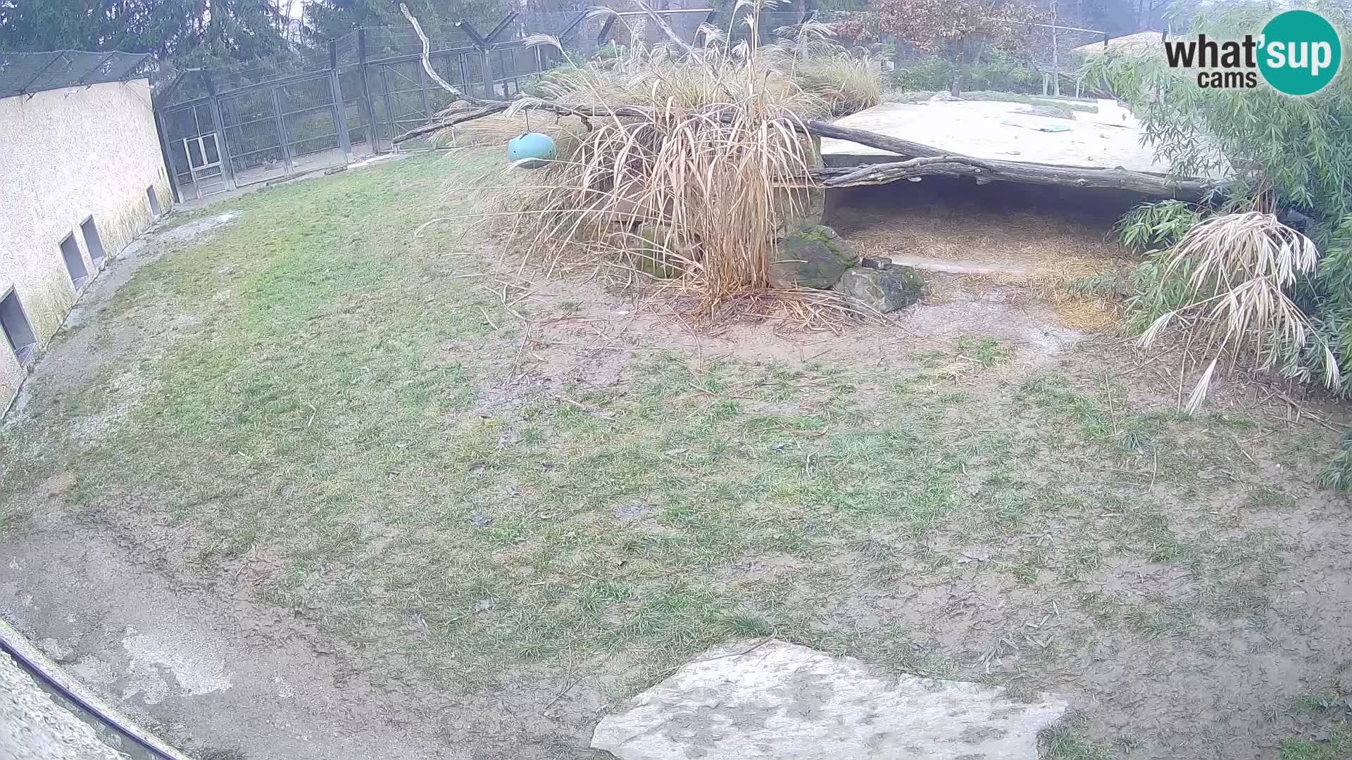 LION live Webcam in Ljubljana Zoo – Slovenia