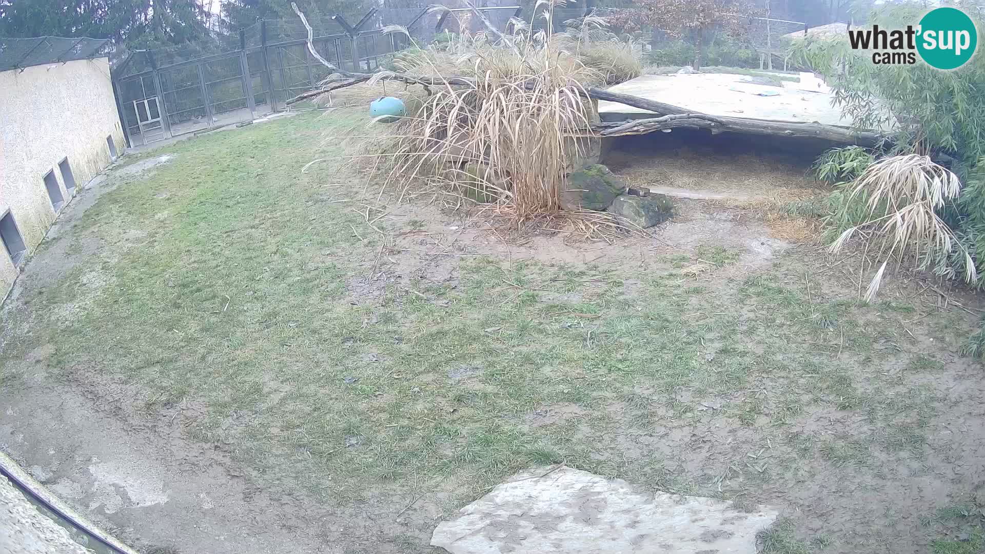 LEON Webcam en vivo en Ljubljana Zoo – Eslovenia