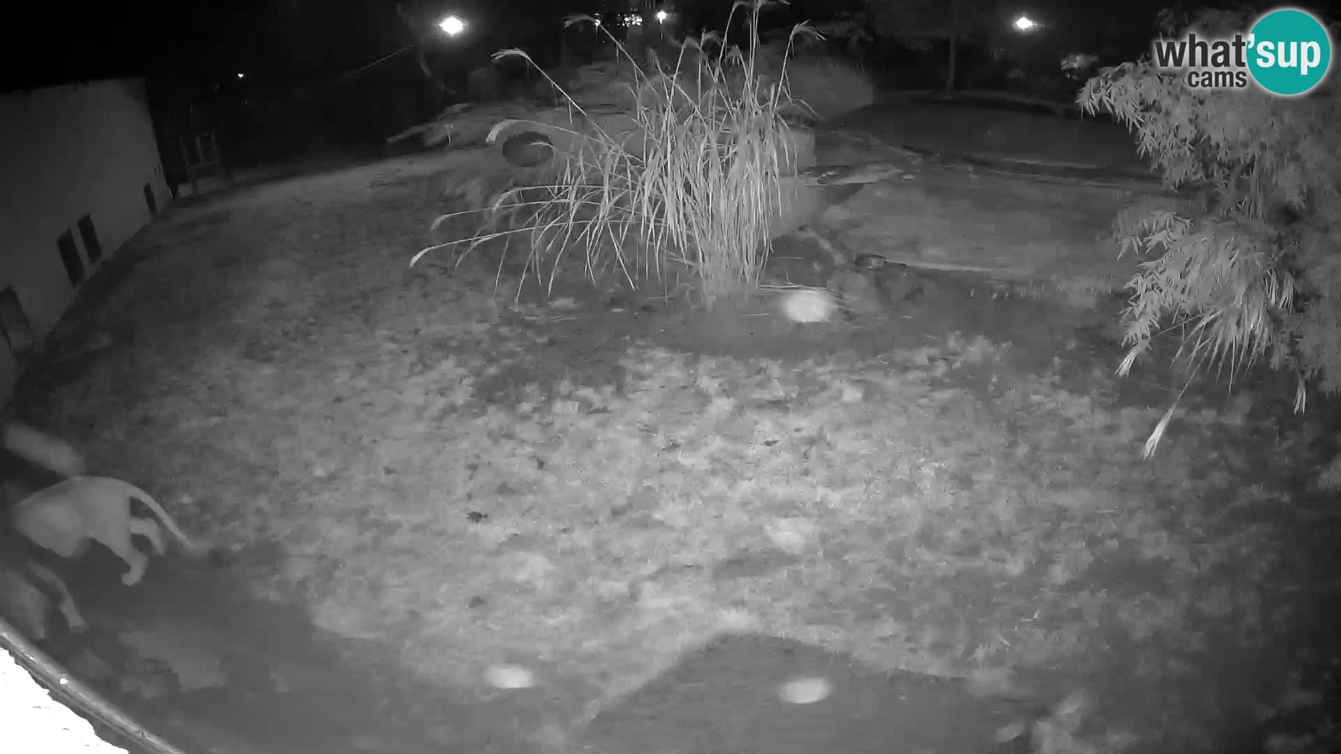 LION webcam en direct du zoo de Ljubljana – Slovénie