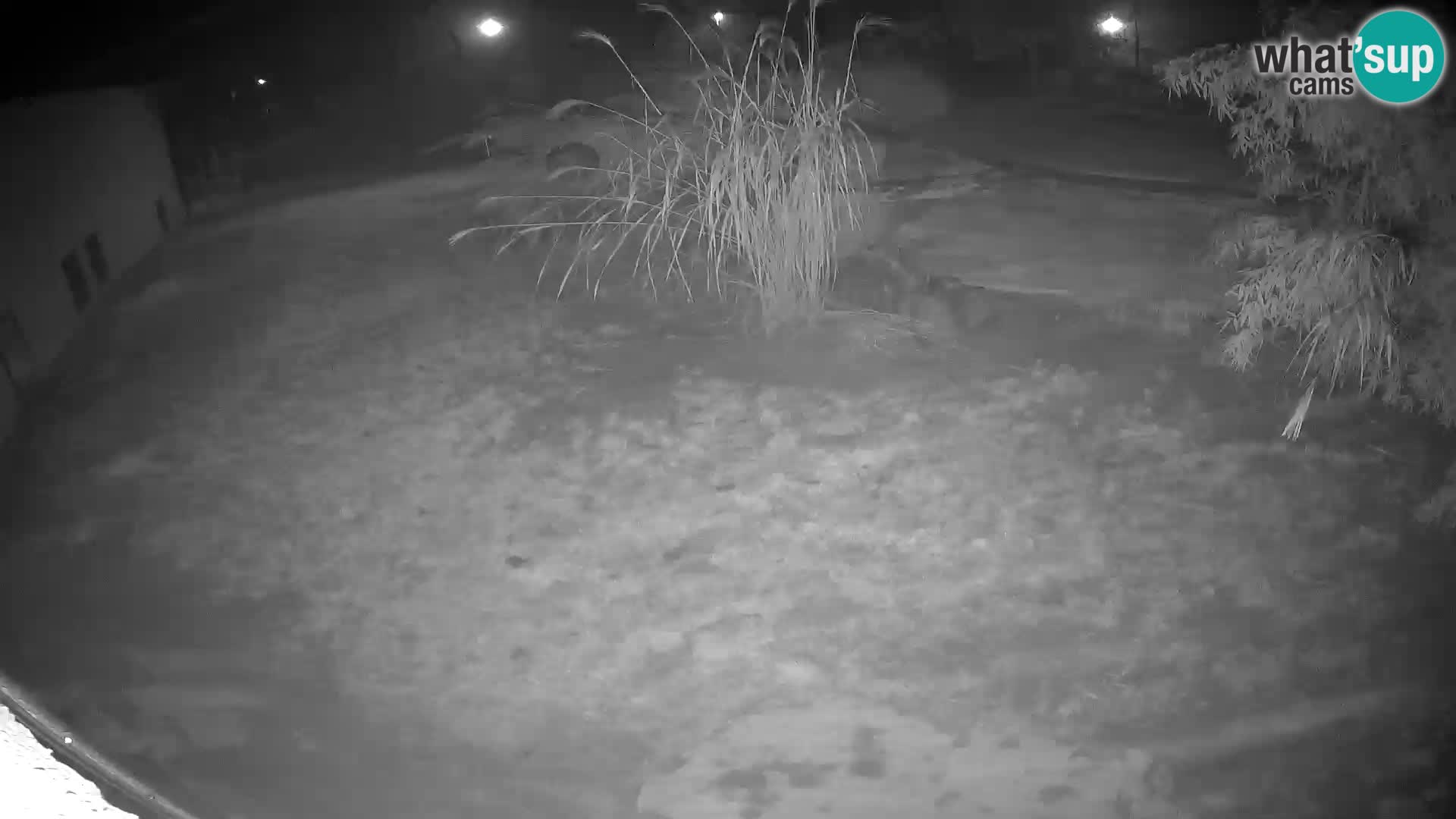 LEONE live Webcam nello zoo di Lubiana – Slovenia