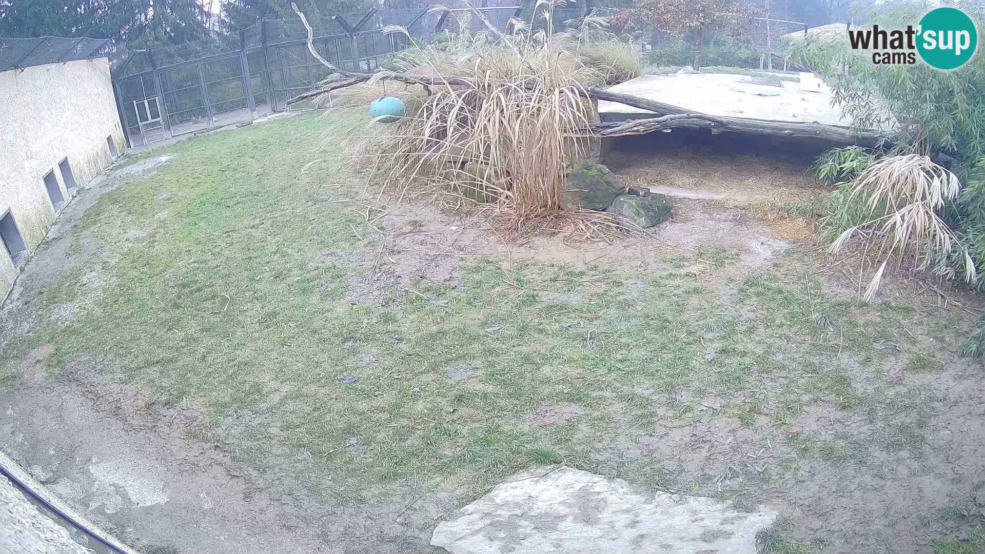 LEON Webcam en vivo en Ljubljana Zoo – Eslovenia