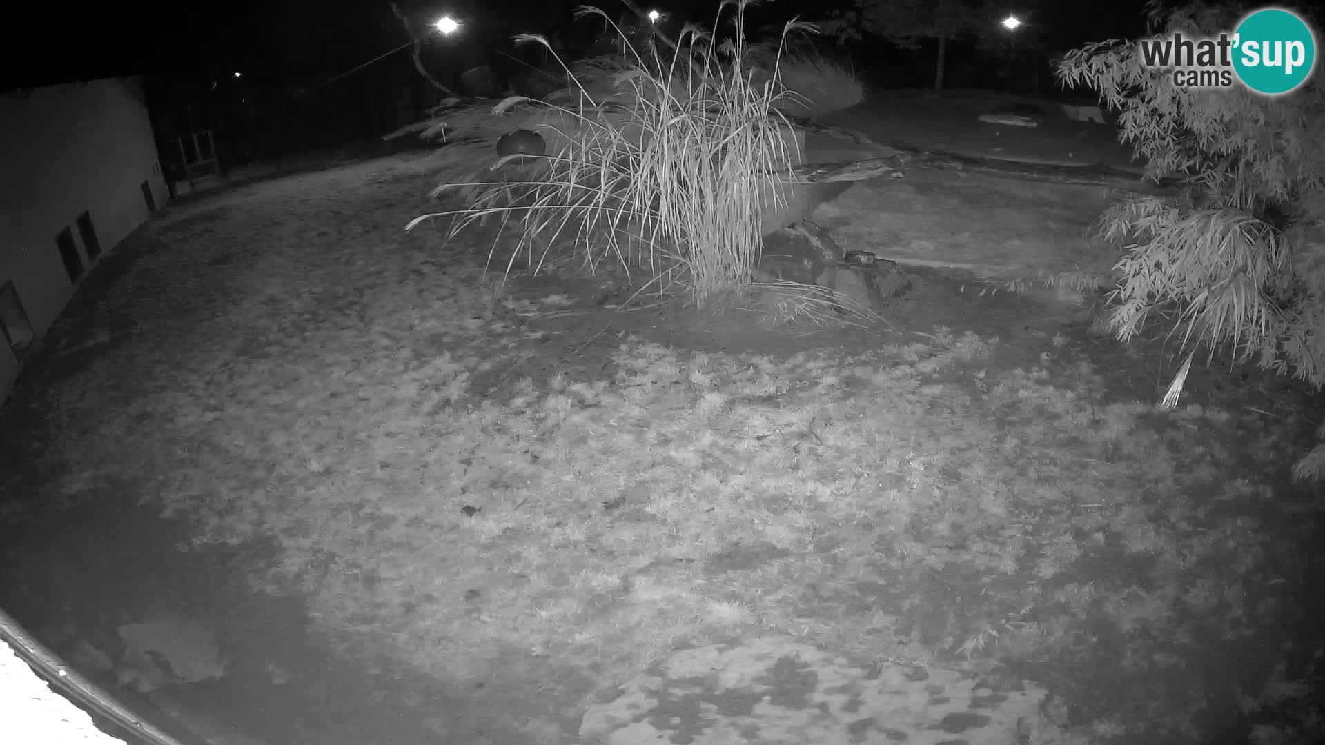 LEON Webcam en vivo en Ljubljana Zoo – Eslovenia