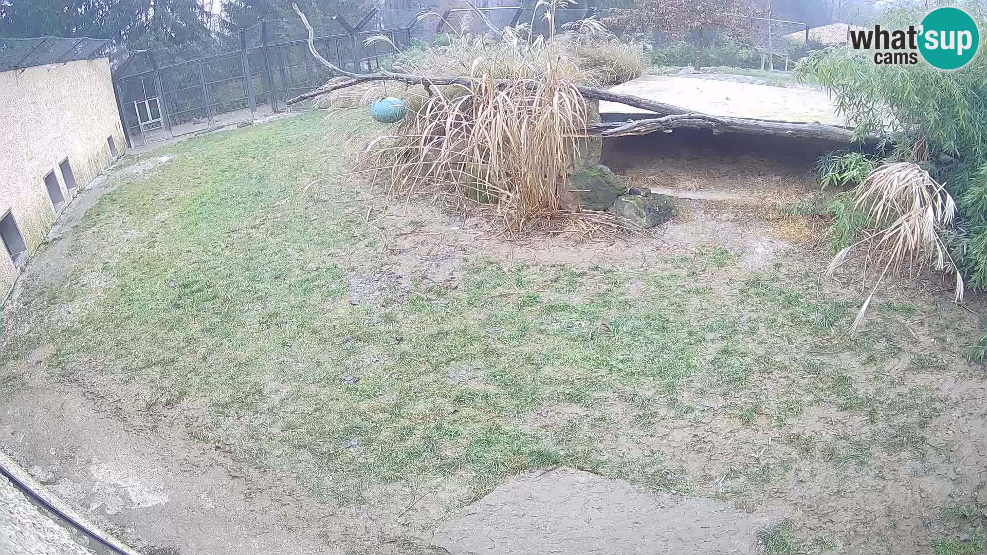 LION live Webcam in Ljubljana Zoo – Slovenia
