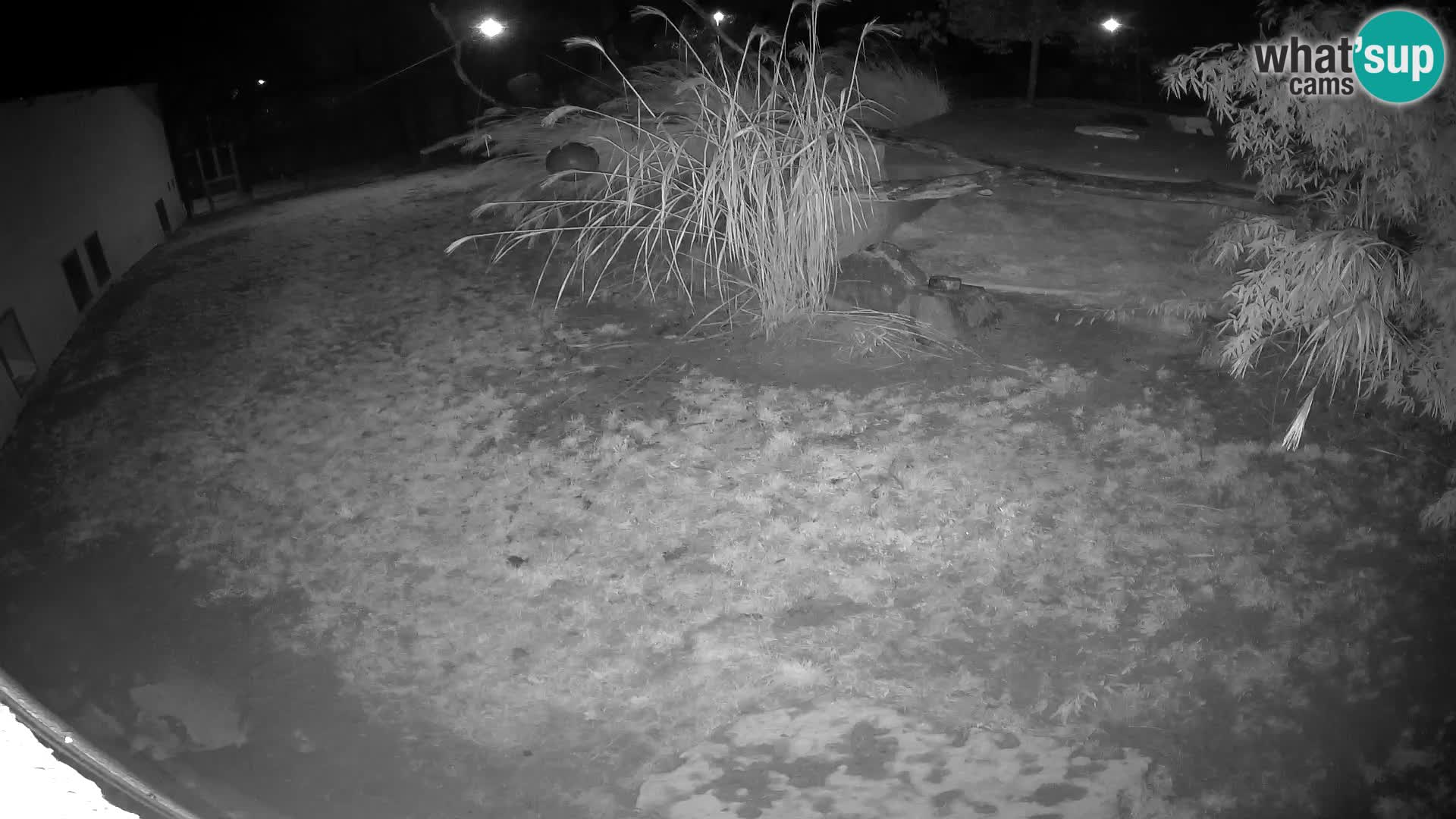 Löwe live Webcam im Zoo von Ljubljana – Slowenien