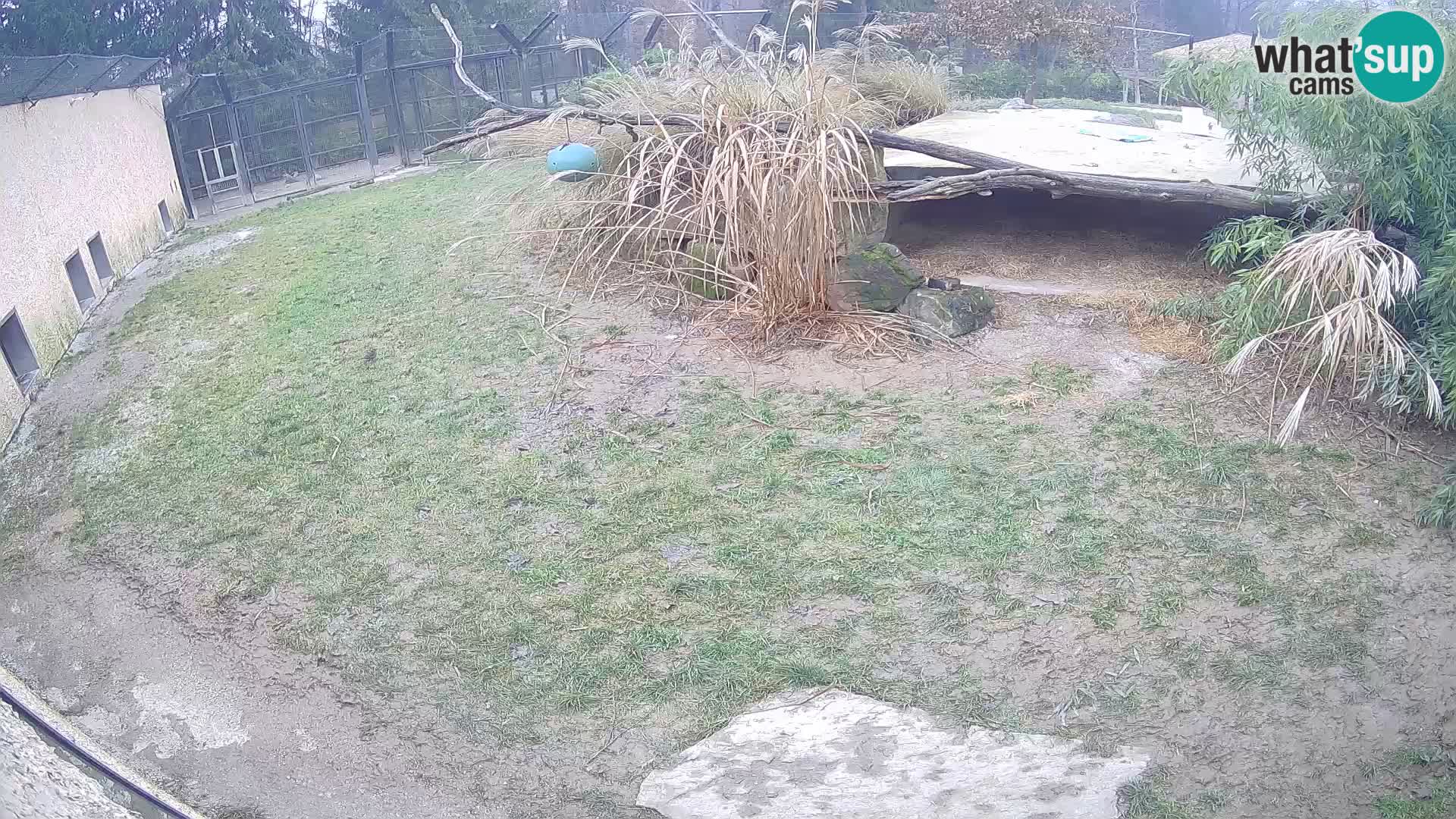 LEVI spletna kamera v živalskem vrtu Ljubljana Zoo