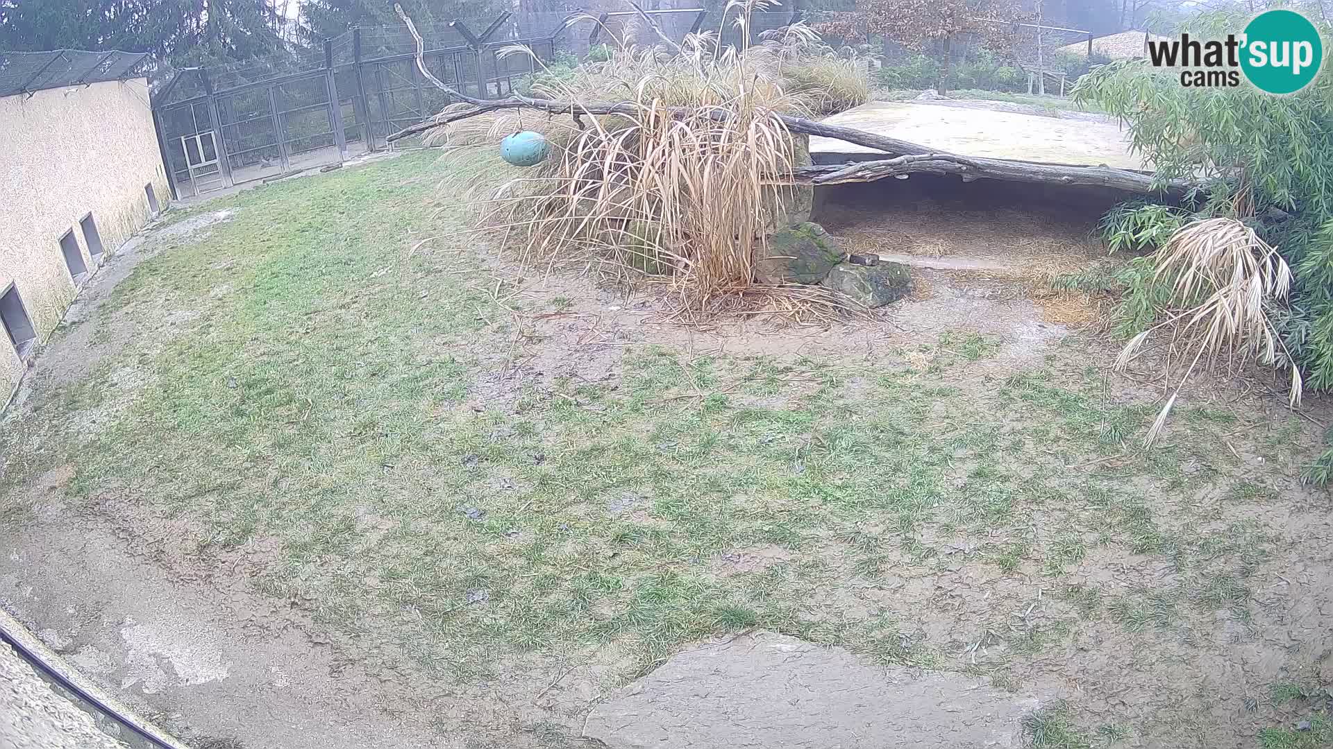 LEONE live Webcam nello zoo di Lubiana – Slovenia