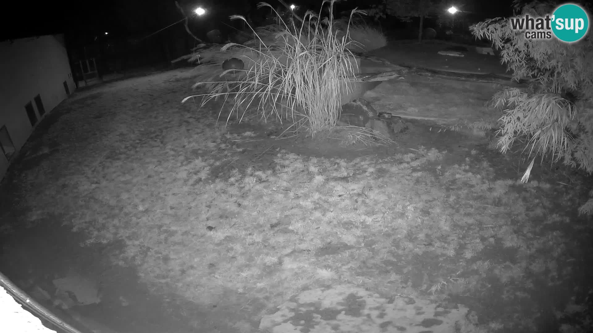 LION live Webcam in Ljubljana Zoo – Slovenia