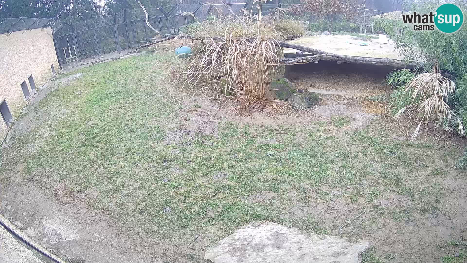 LION webcam en direct du zoo de Ljubljana – Slovénie