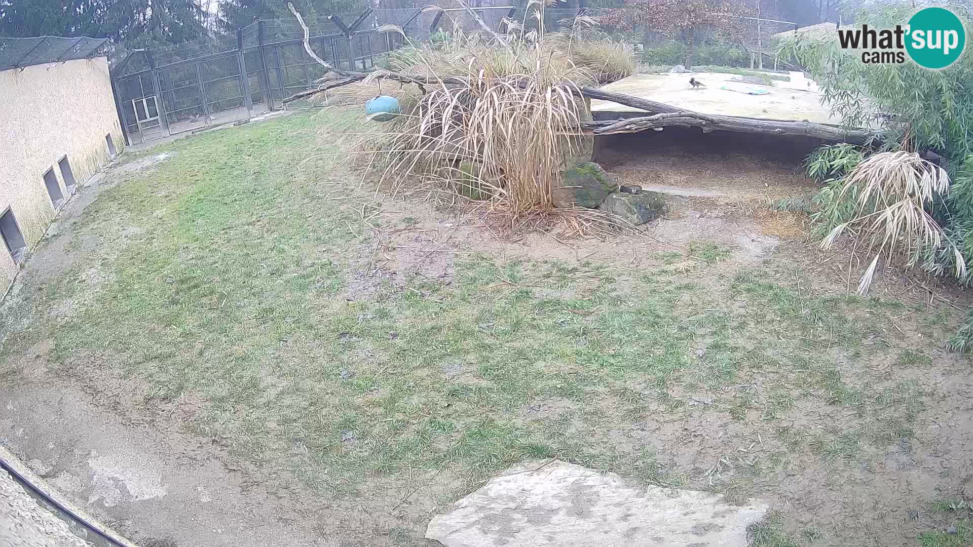 Löwe live Webcam im Zoo von Ljubljana – Slowenien