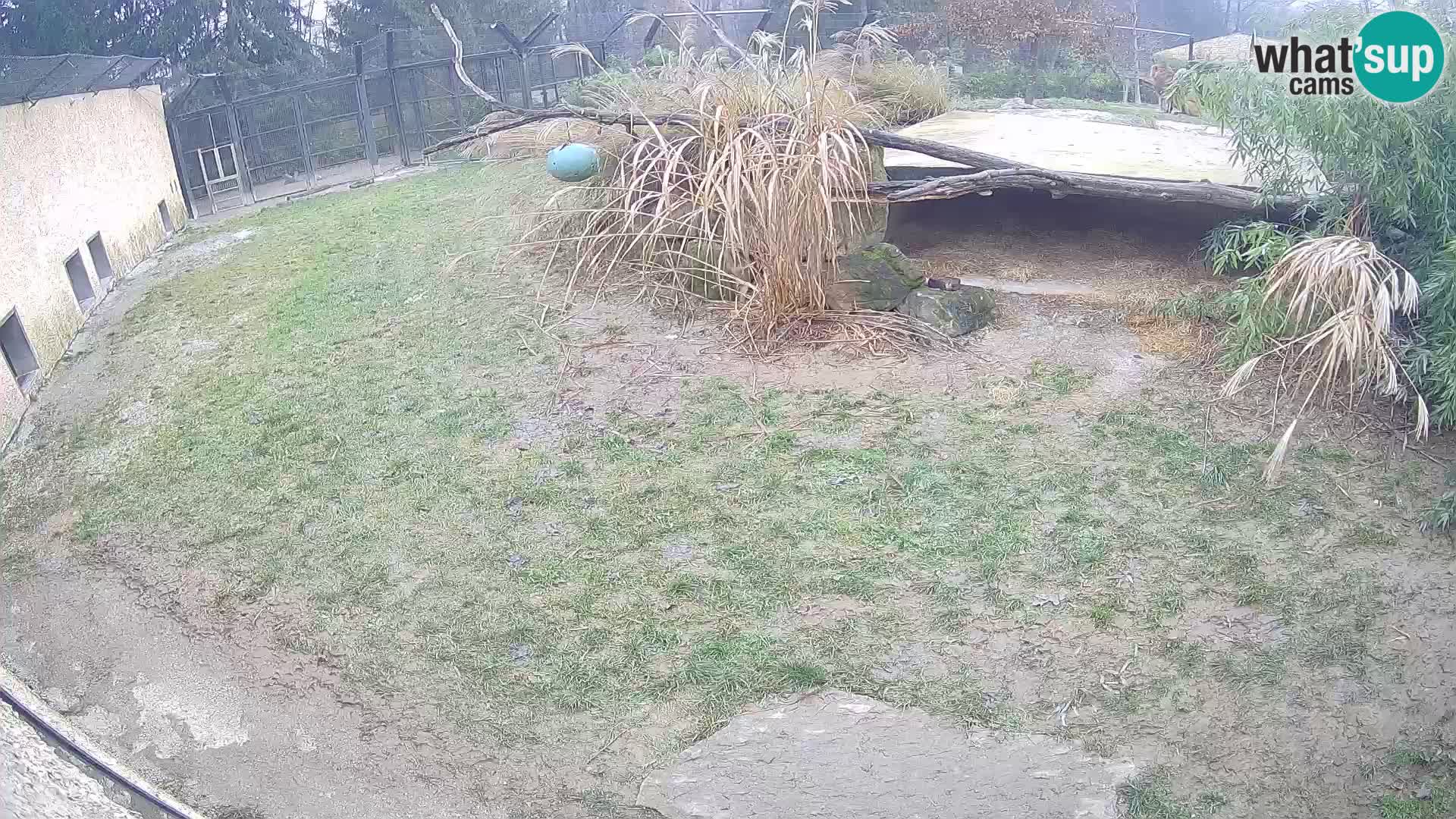 LION webcam en direct du zoo de Ljubljana – Slovénie