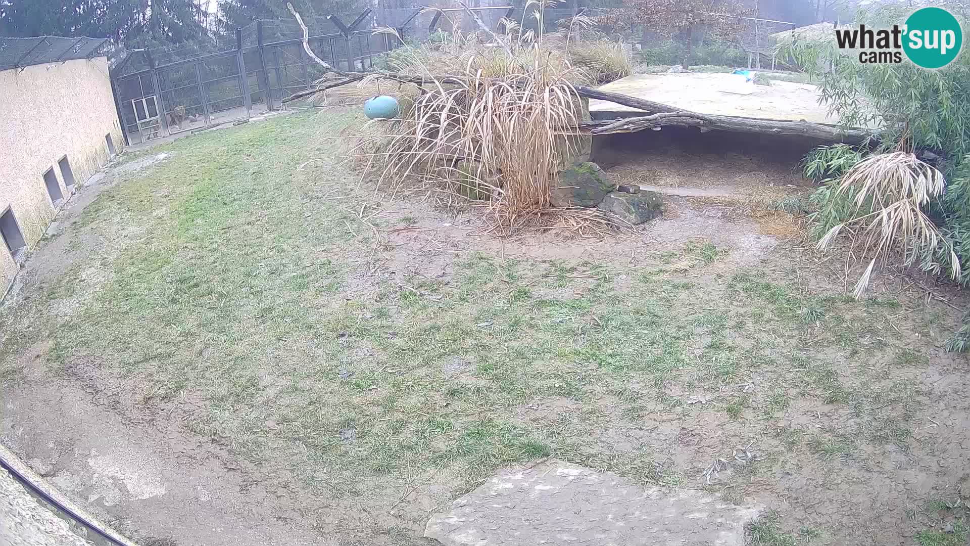 LEVI spletna kamera v živalskem vrtu Ljubljana Zoo