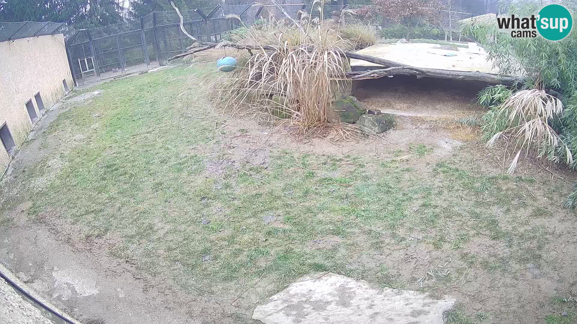 LEON Webcam en vivo en Ljubljana Zoo – Eslovenia