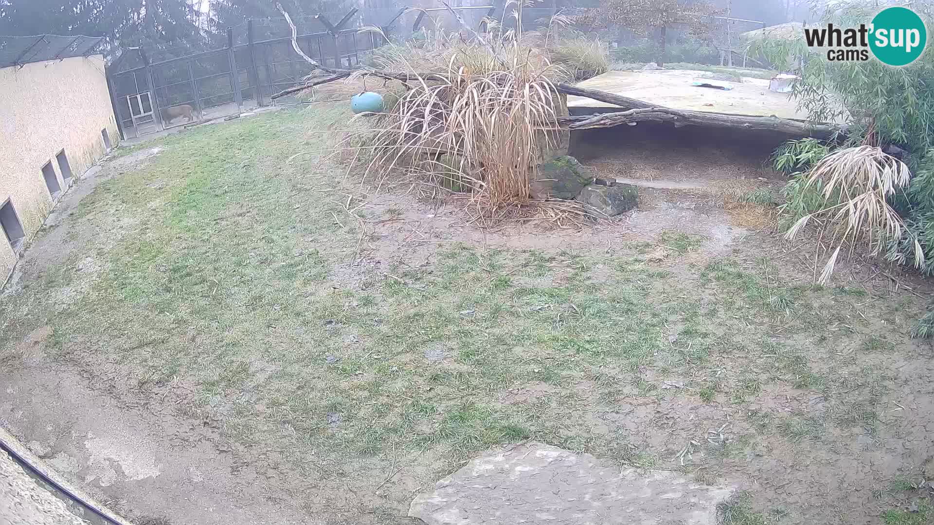 Löwe live Webcam im Zoo von Ljubljana – Slowenien