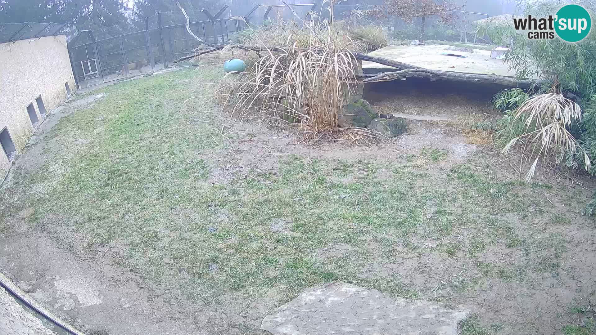 LEON Webcam en vivo en Ljubljana Zoo – Eslovenia