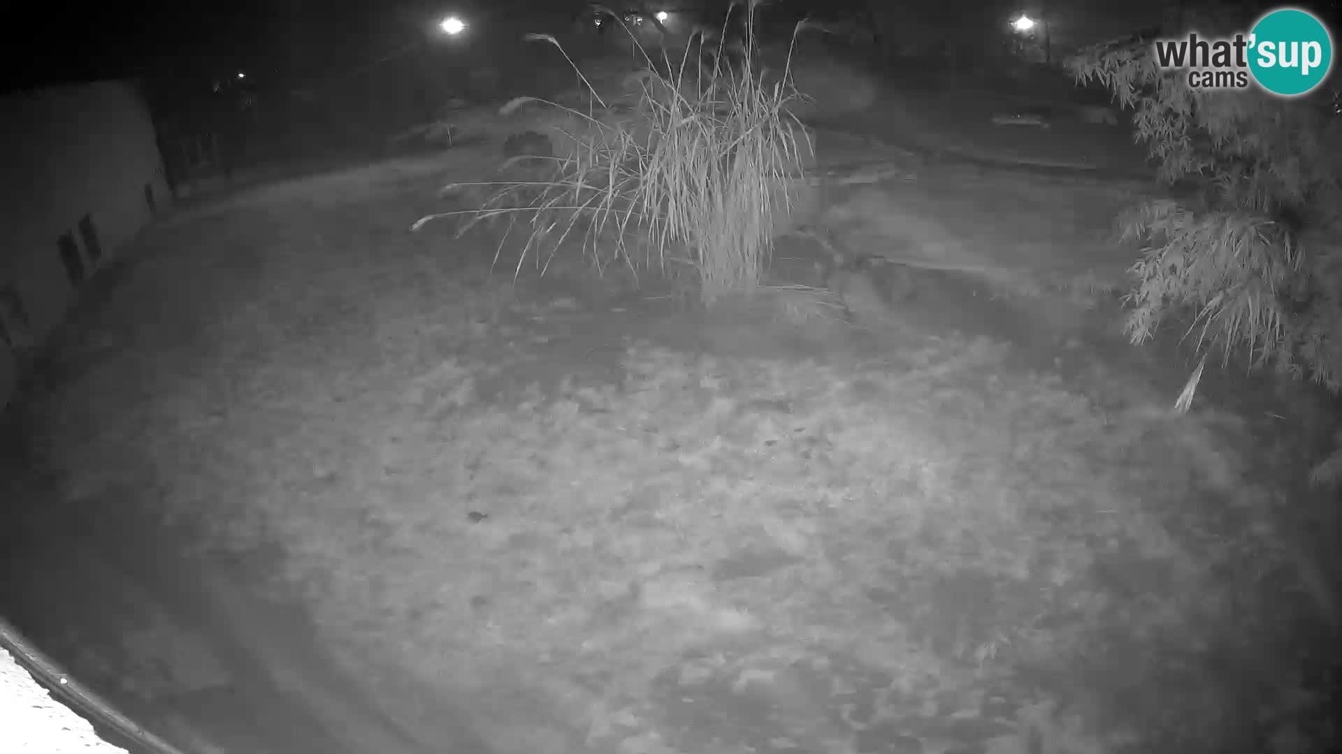 LEONE live Webcam nello zoo di Lubiana – Slovenia