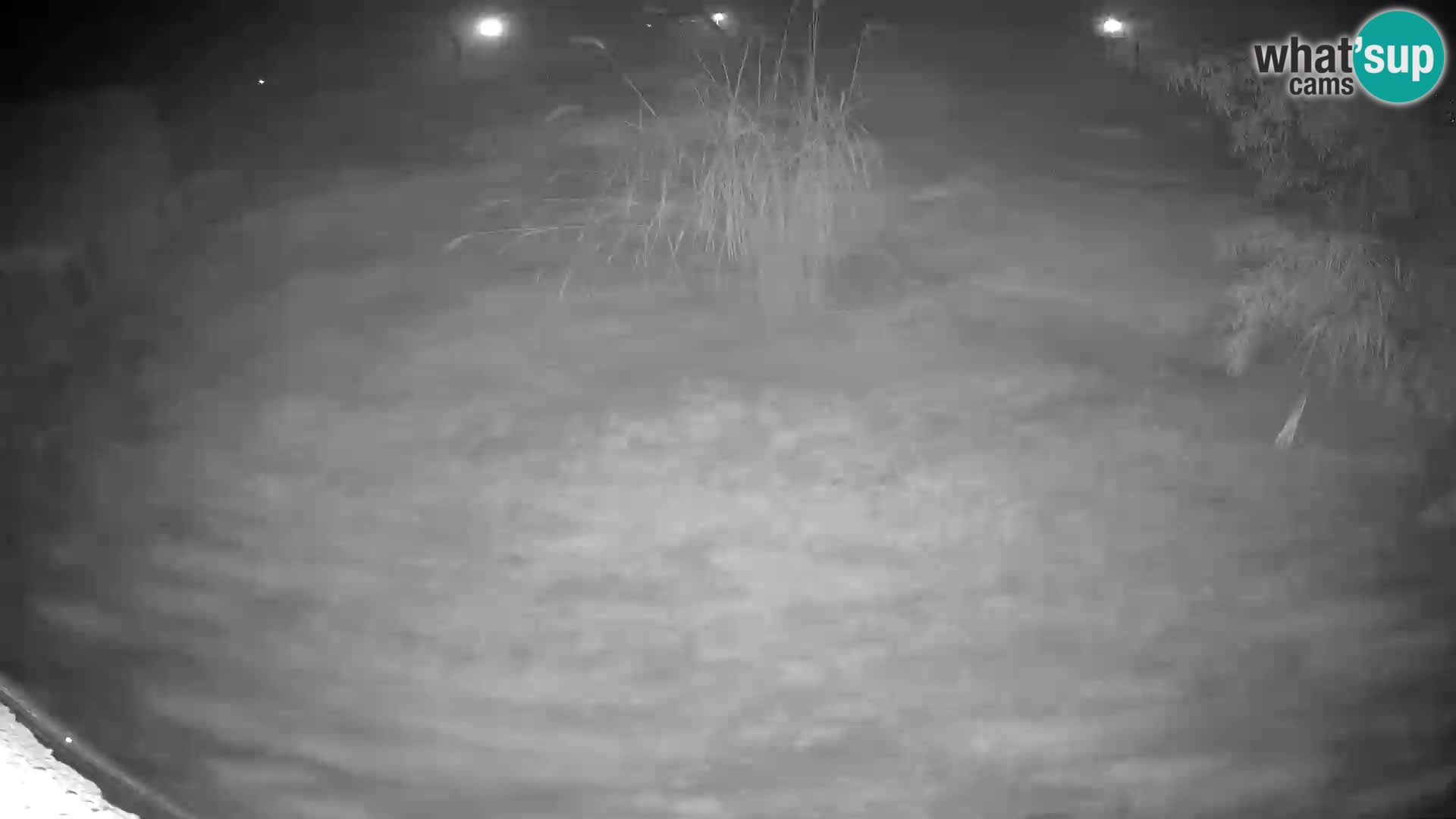 LEON Webcam en vivo en Ljubljana Zoo – Eslovenia