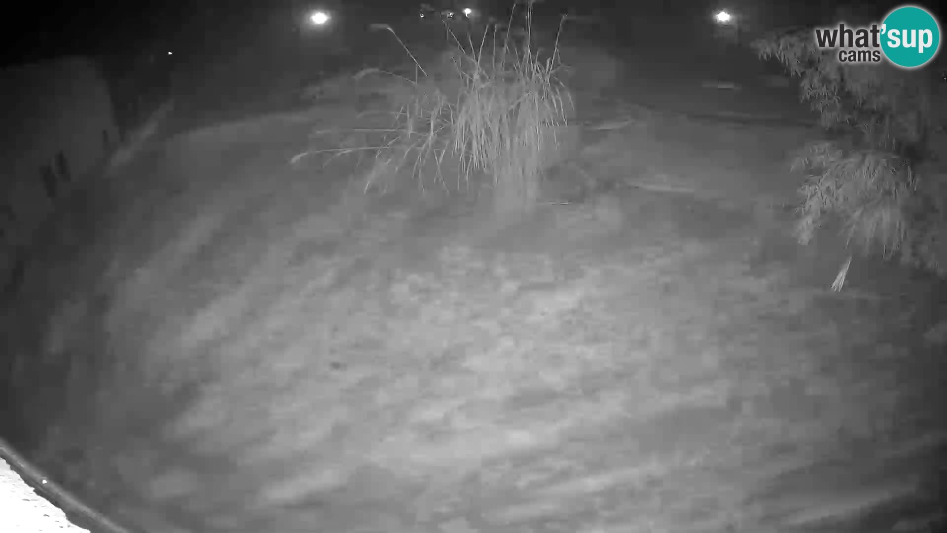 Lavovi web kamera uživo u ljubljanskom zoološkom vrtu – Slovenija