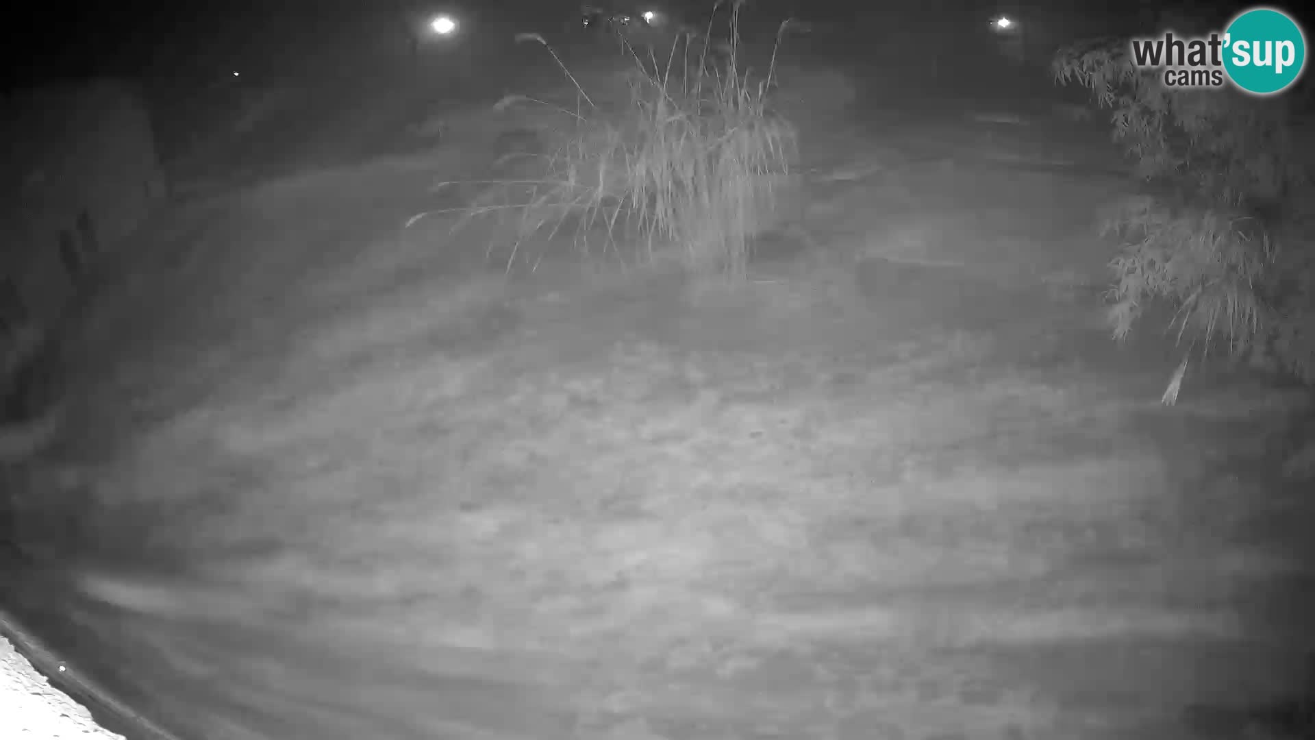 LION live Webcam in Ljubljana Zoo – Slovenia