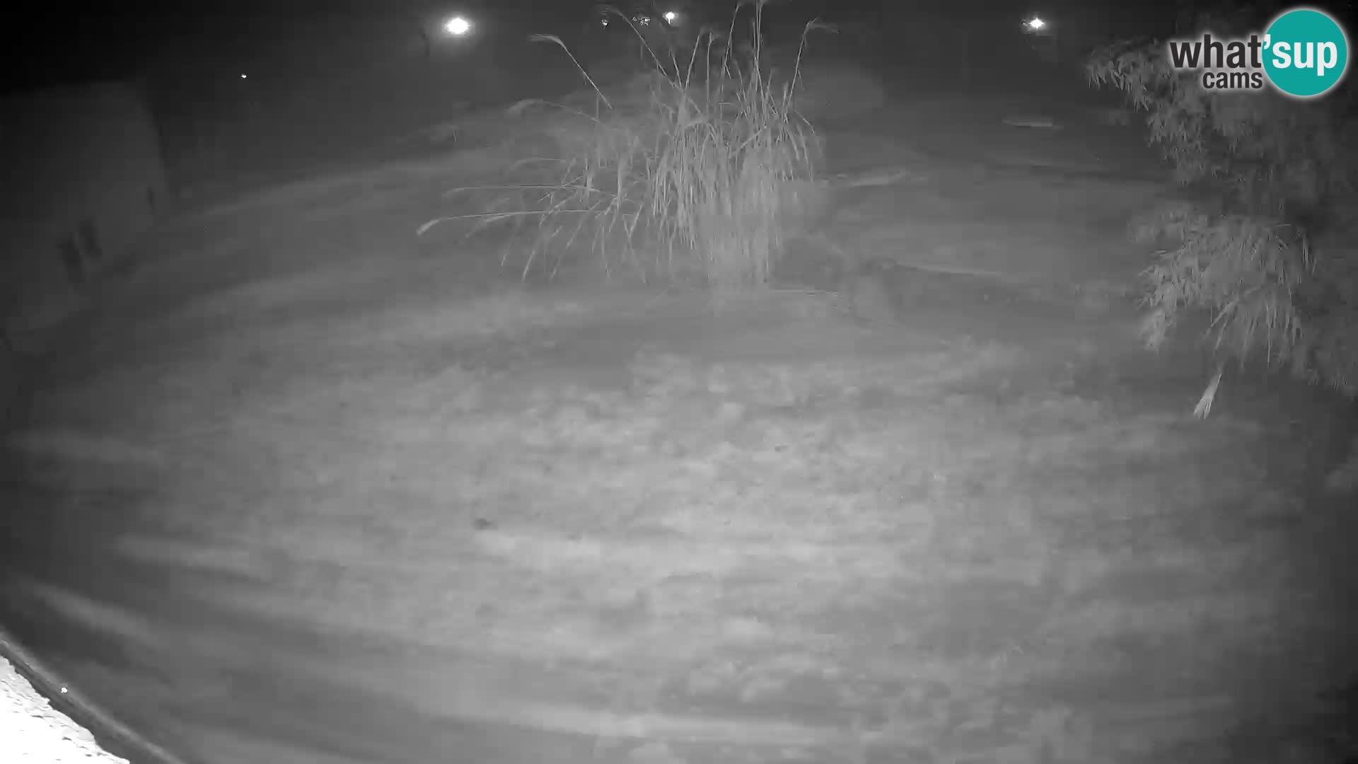 LION webcam en direct du zoo de Ljubljana – Slovénie