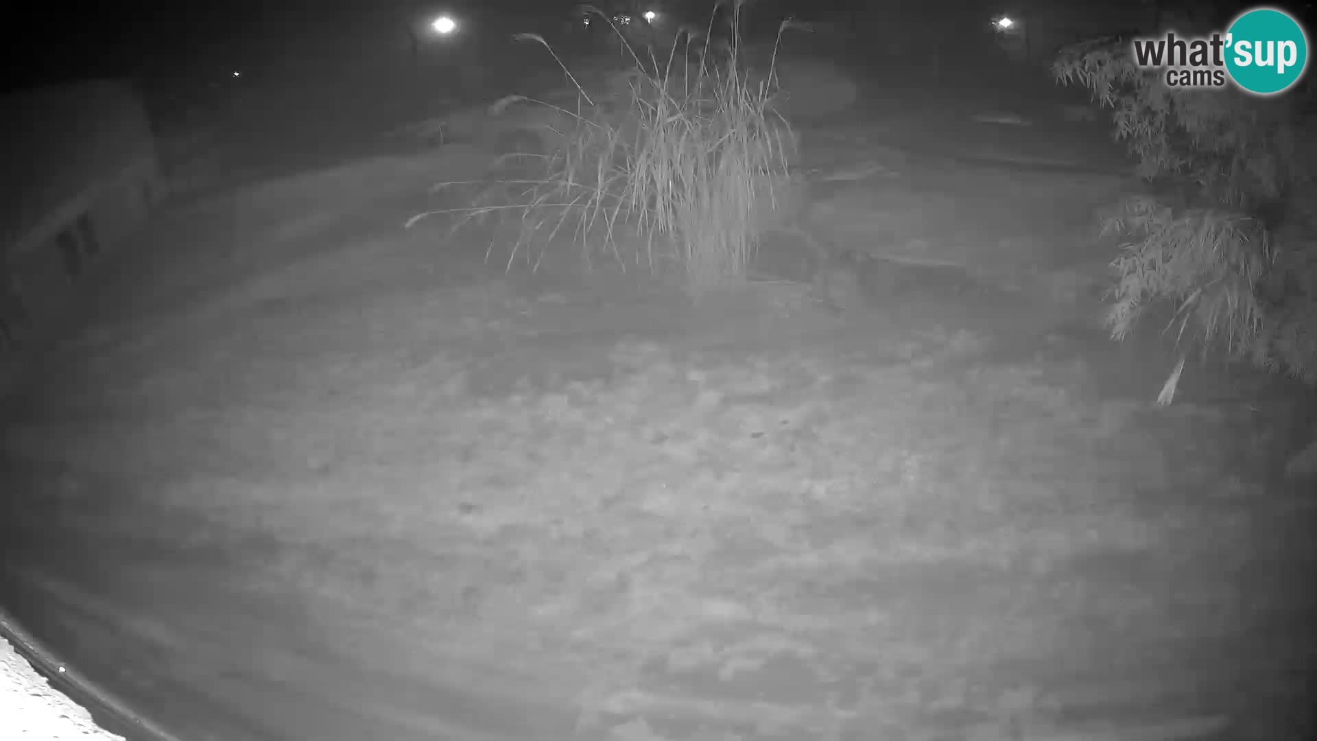 LEONE live Webcam nello zoo di Lubiana – Slovenia